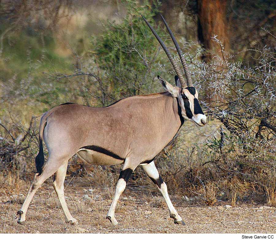 Oryx beisa (òrix beisa)