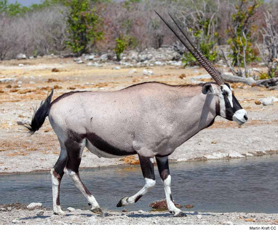 Oryx gazella (òrix del Cap)