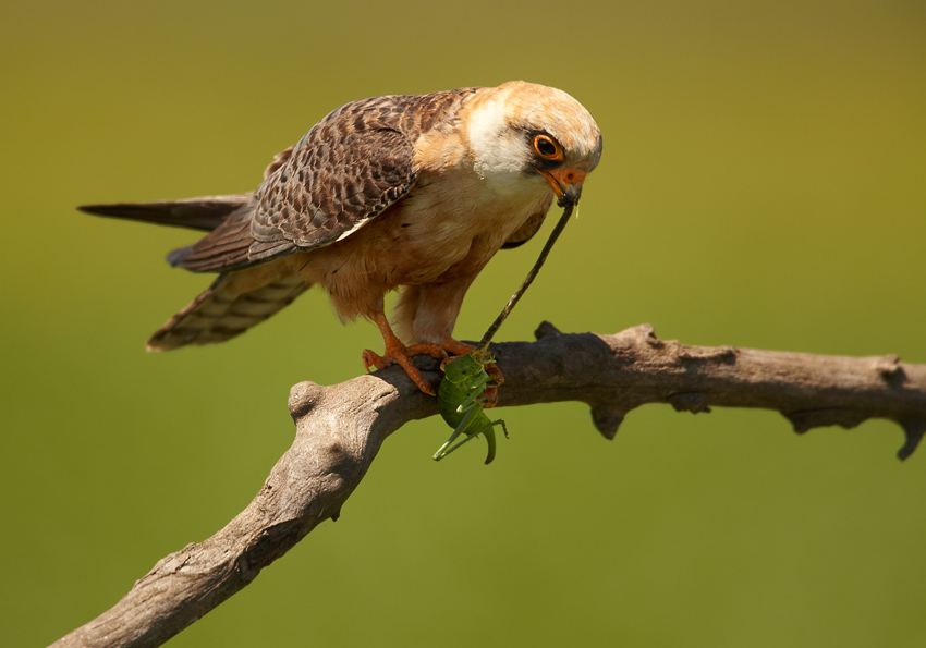 Falco vespertinus (falcó cama-roig)