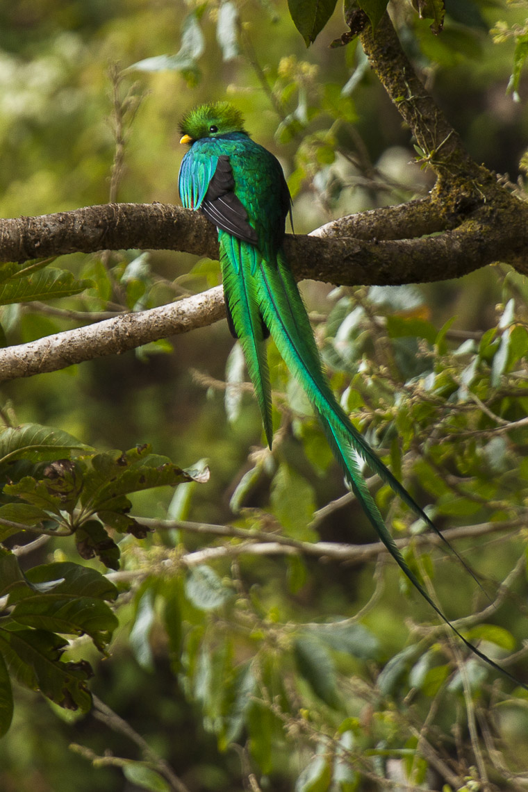 Pharomachrus mocinno (quetzal esplèndid)