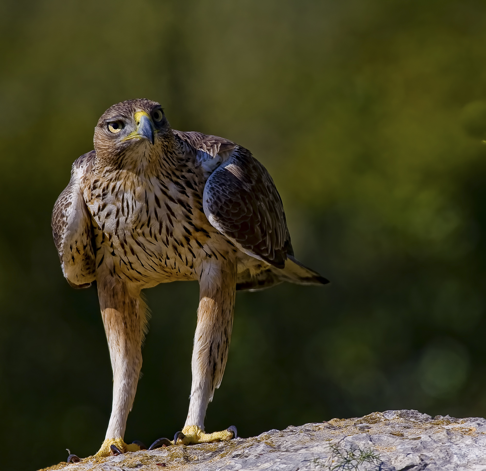 Aquila fasciata (àguila cuabarrada)