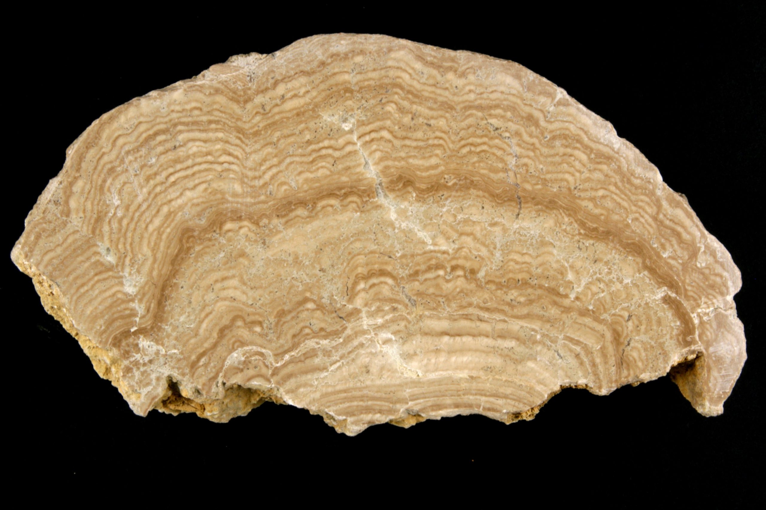 Calcària estromatolítica: roca sedimentària carbonàtica
