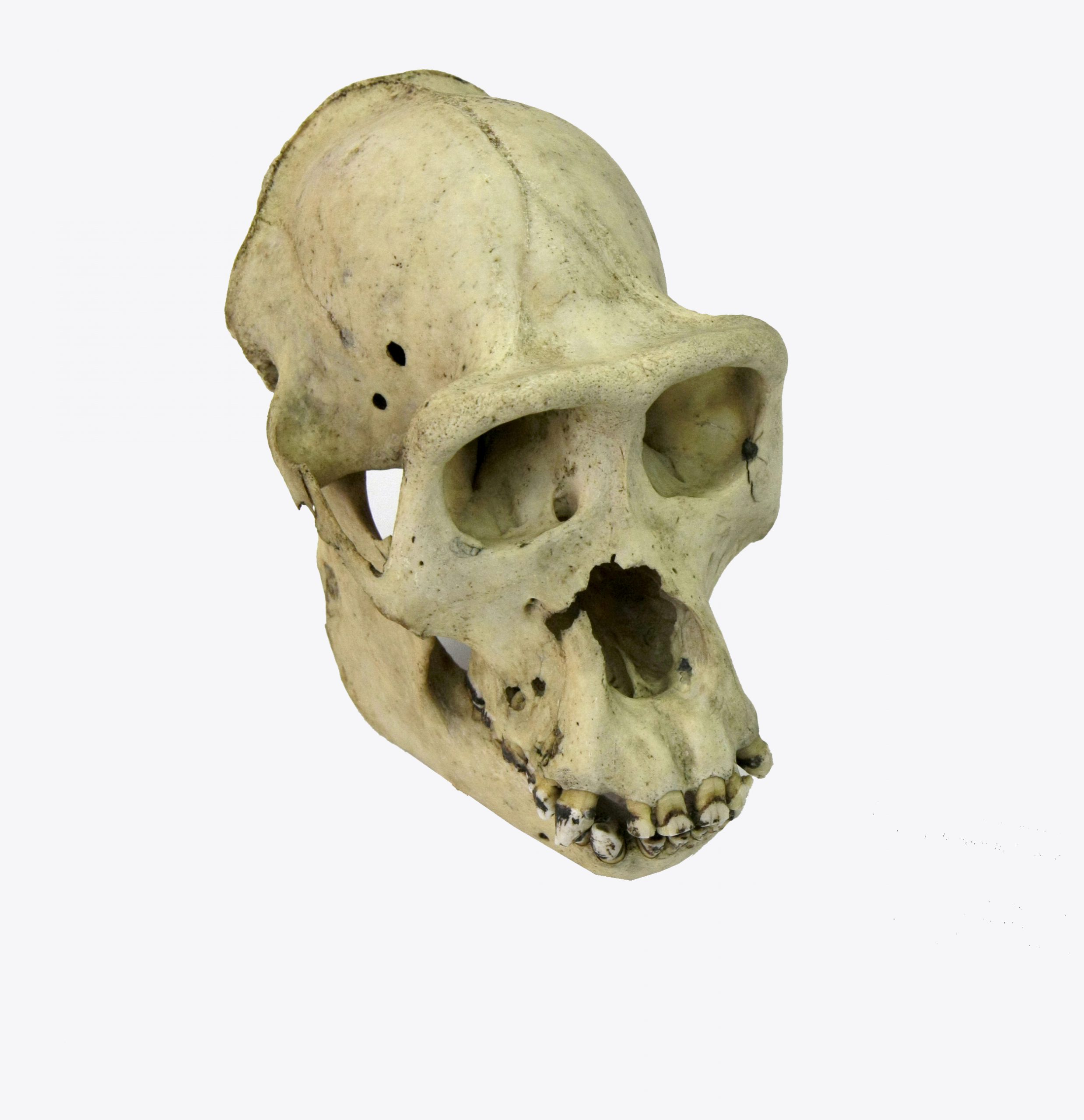 Crani de goril·la femella