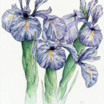 Flors de lliri xifioide o Iris xiphioides, vall de Canal Roya (Aragó)