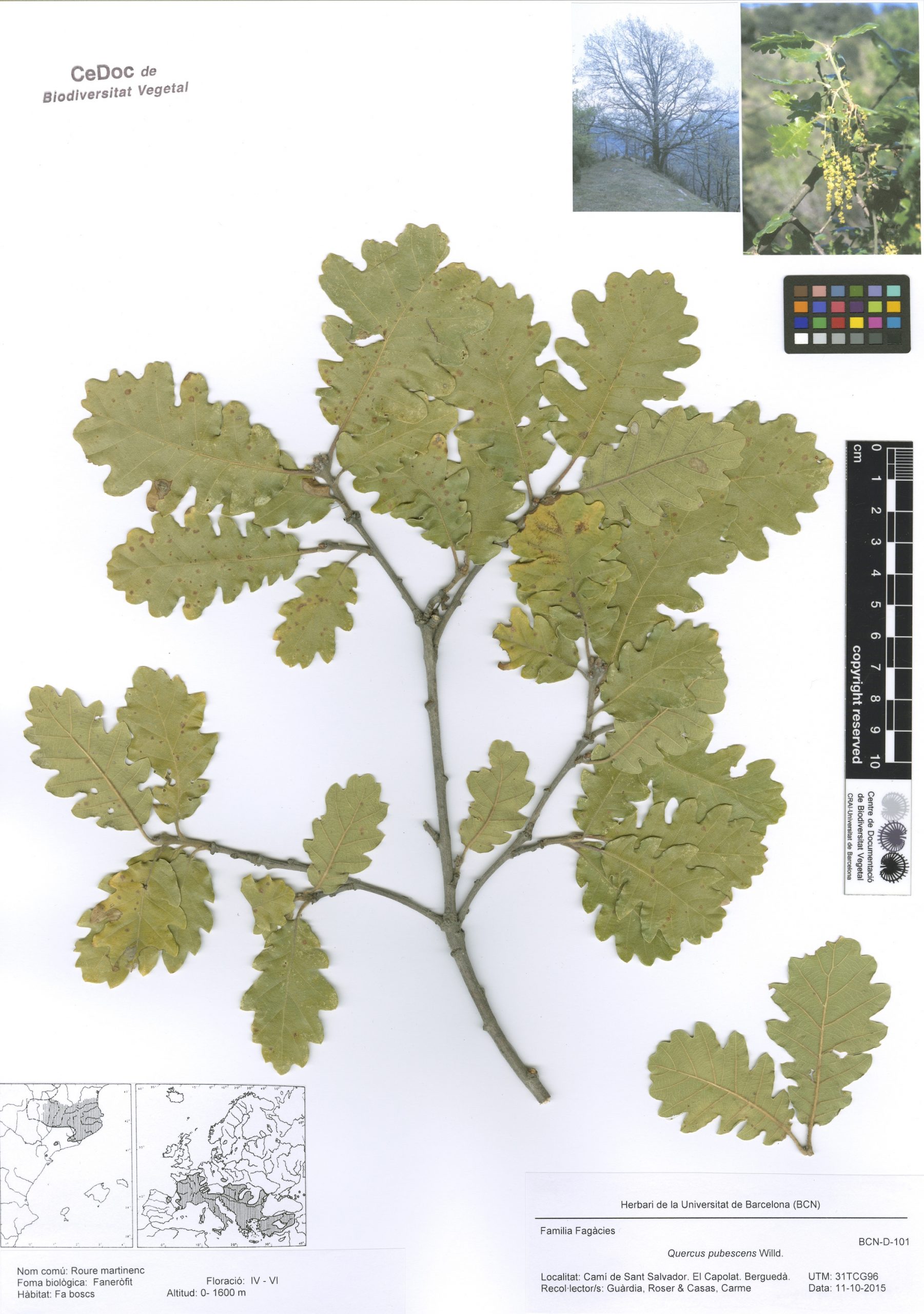 Quercus pubescens Willd. (Roure martinenc)