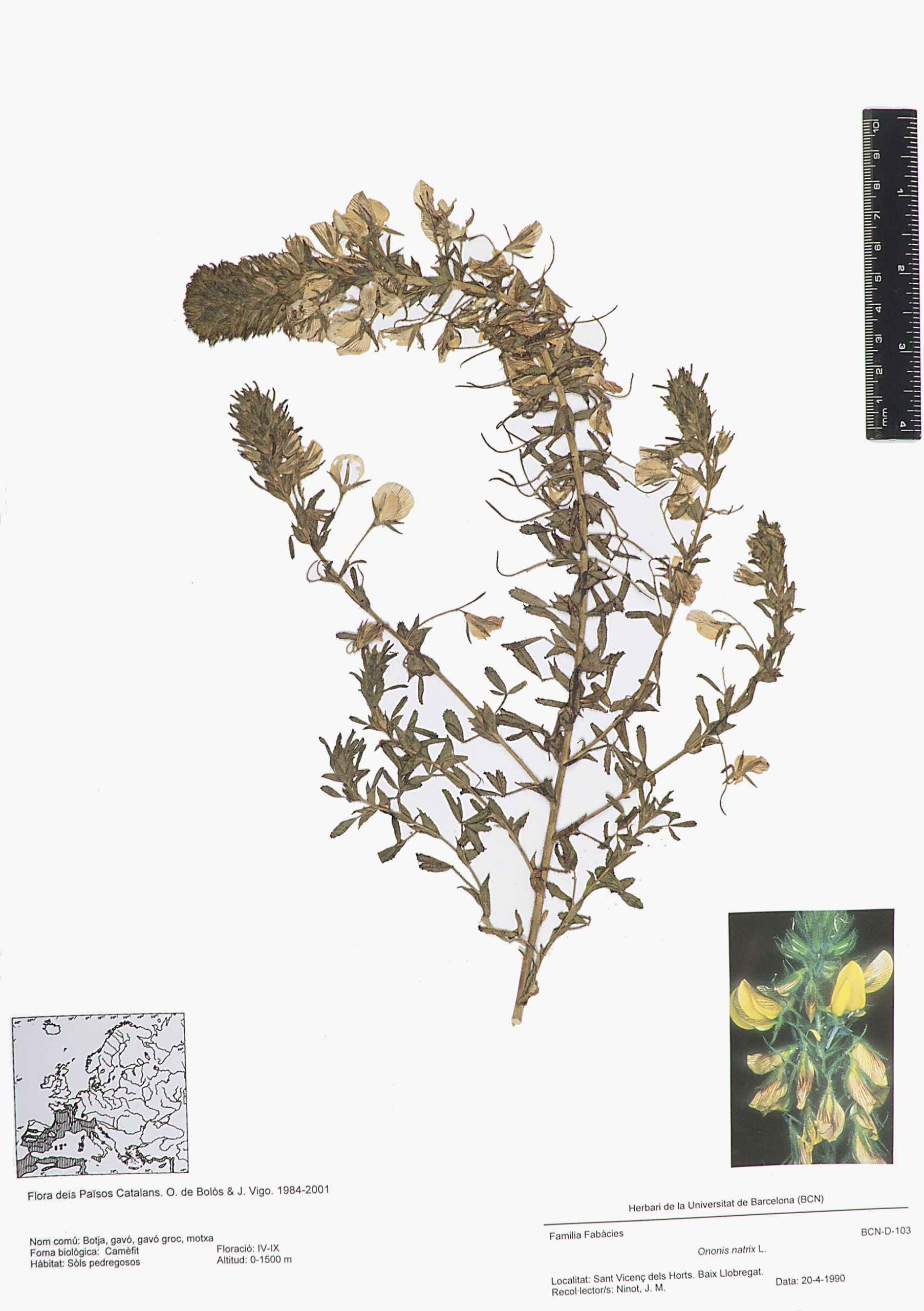 Ononis natrix L. (Botja, gavó, gavó groc, motxa)