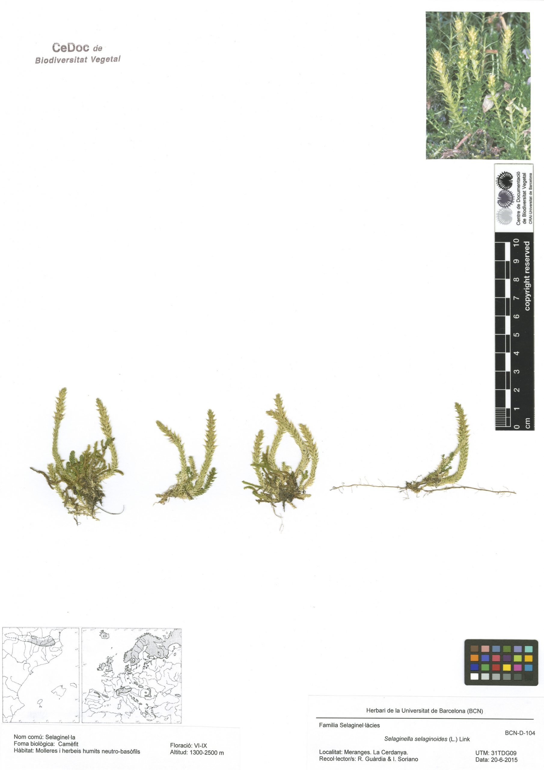 Selaginella selaginoides (L.) Link (selaginel·la)