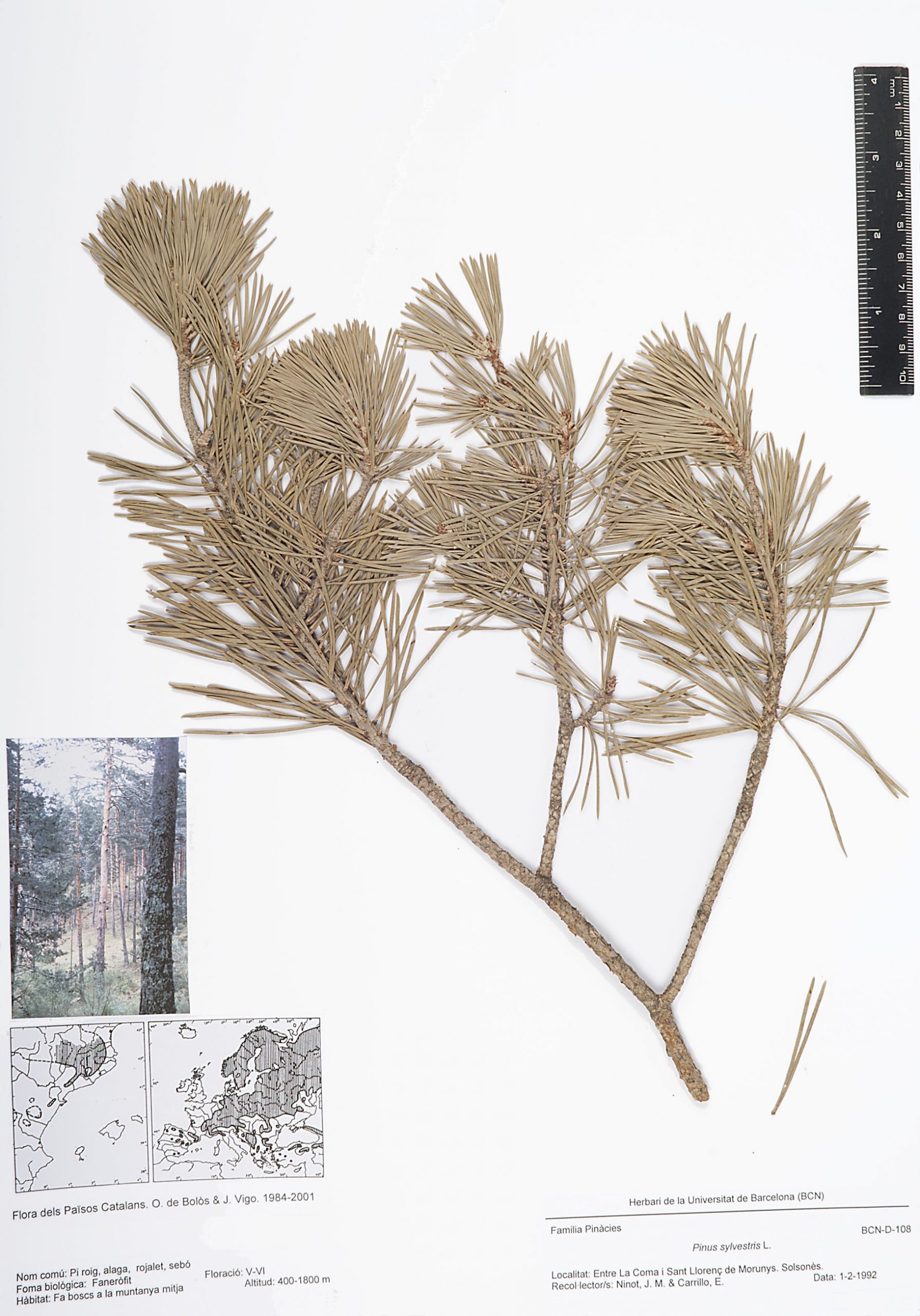 Pinus sylvestris L. (Pi roig, alaga,  rojalet, sebó)