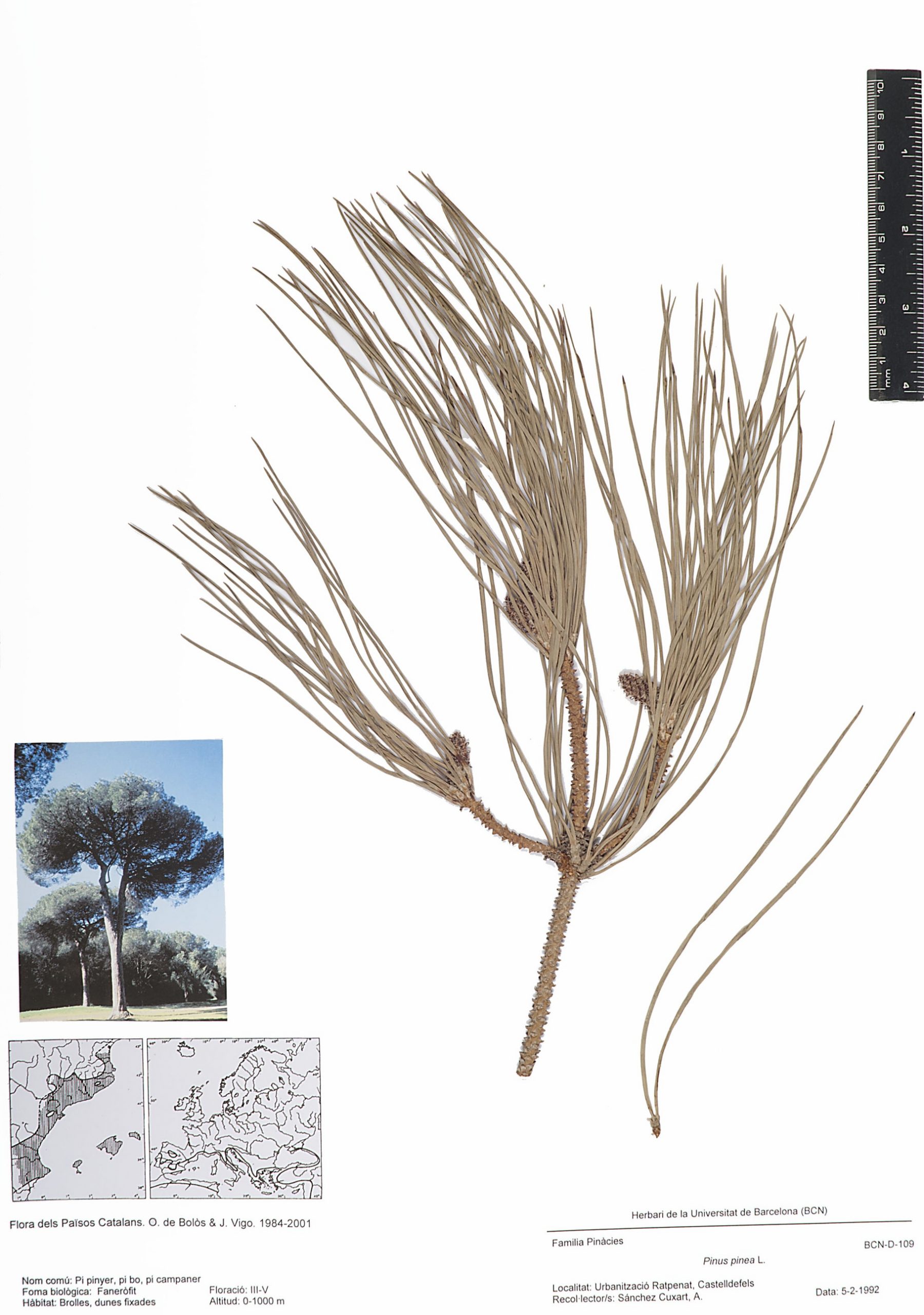 Pinus pinea L. (Pi pinyer, pi bo, pi campaner)