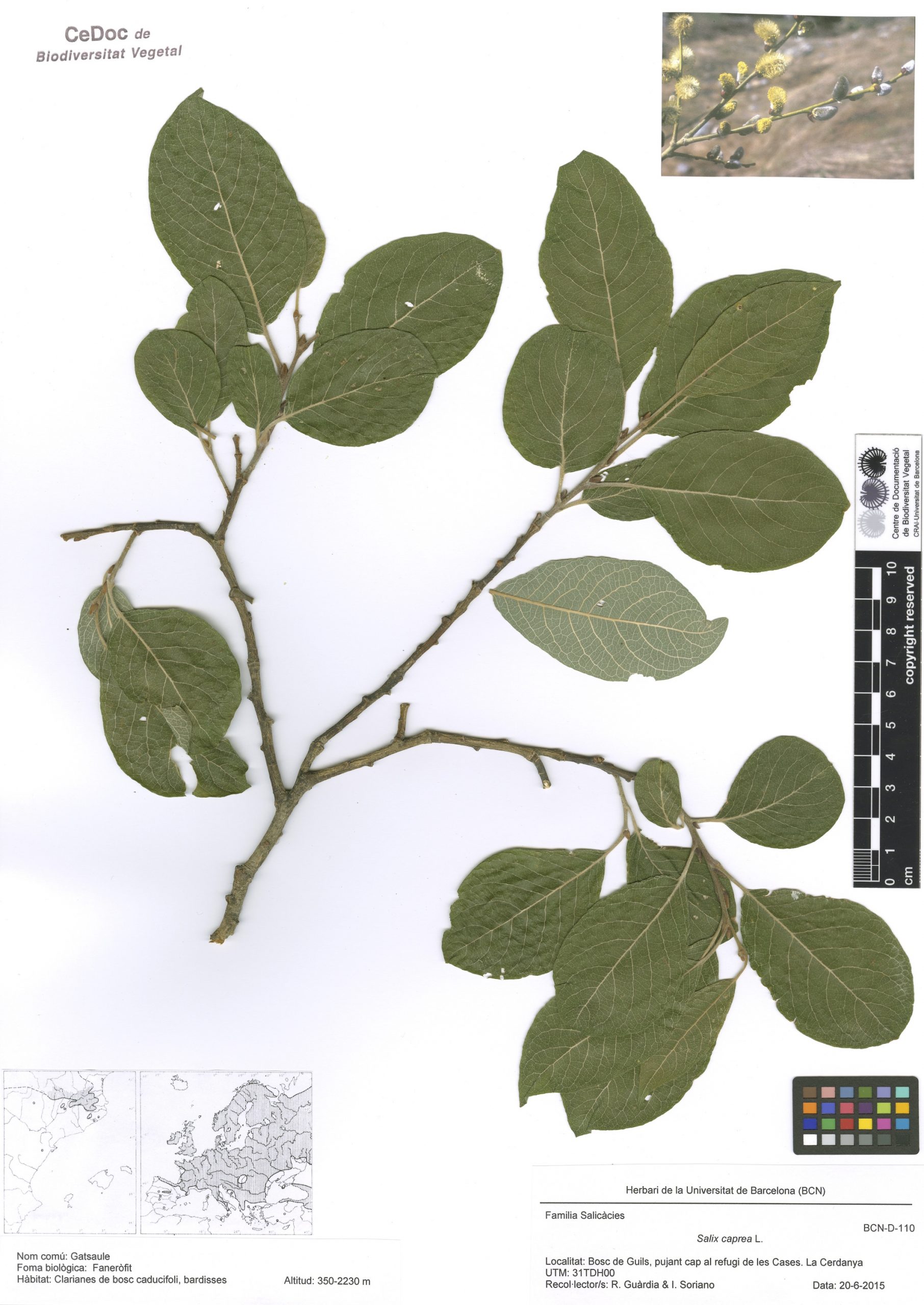 Salix caprea L. (Gatsaule)