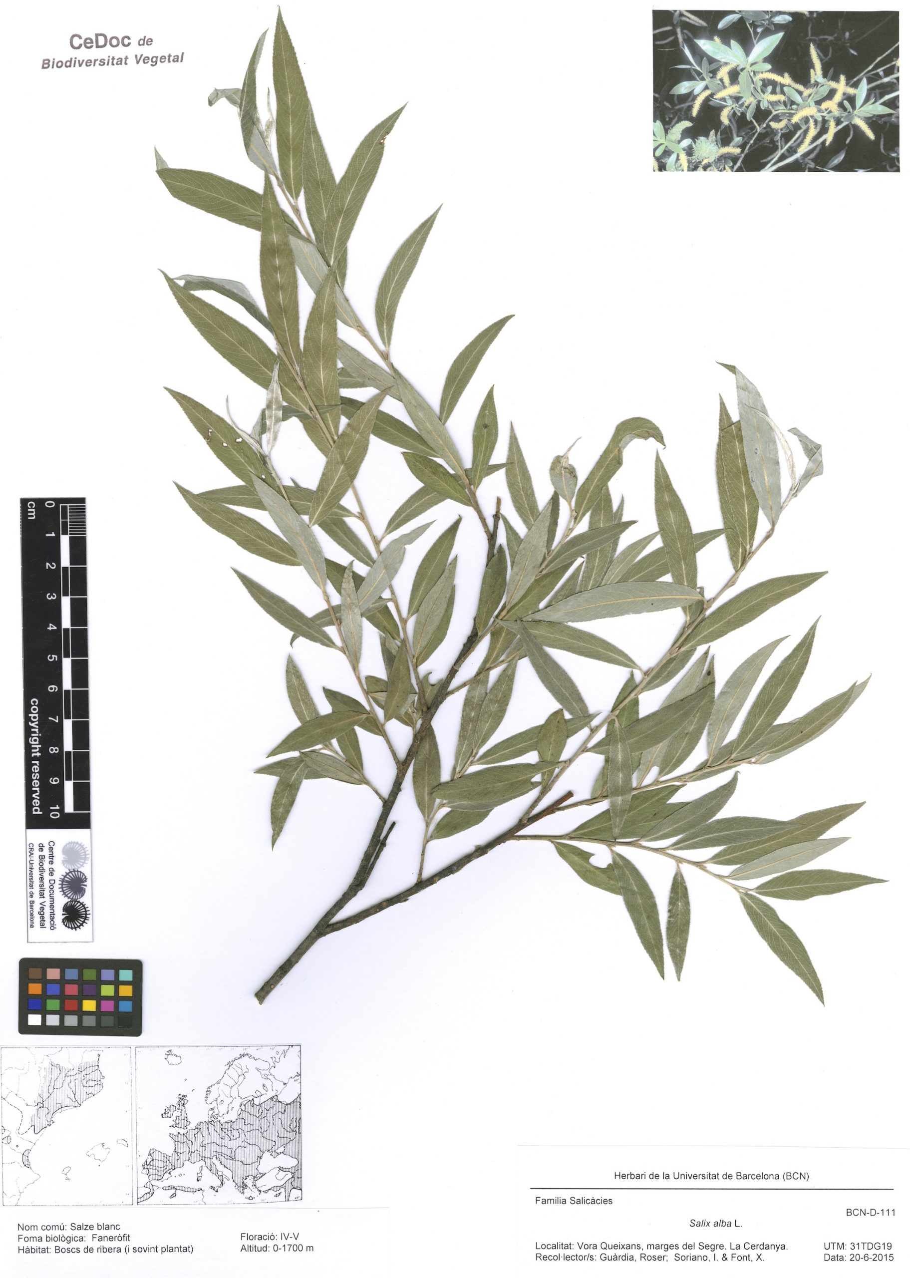 Salix alba L. (Salze blanc)