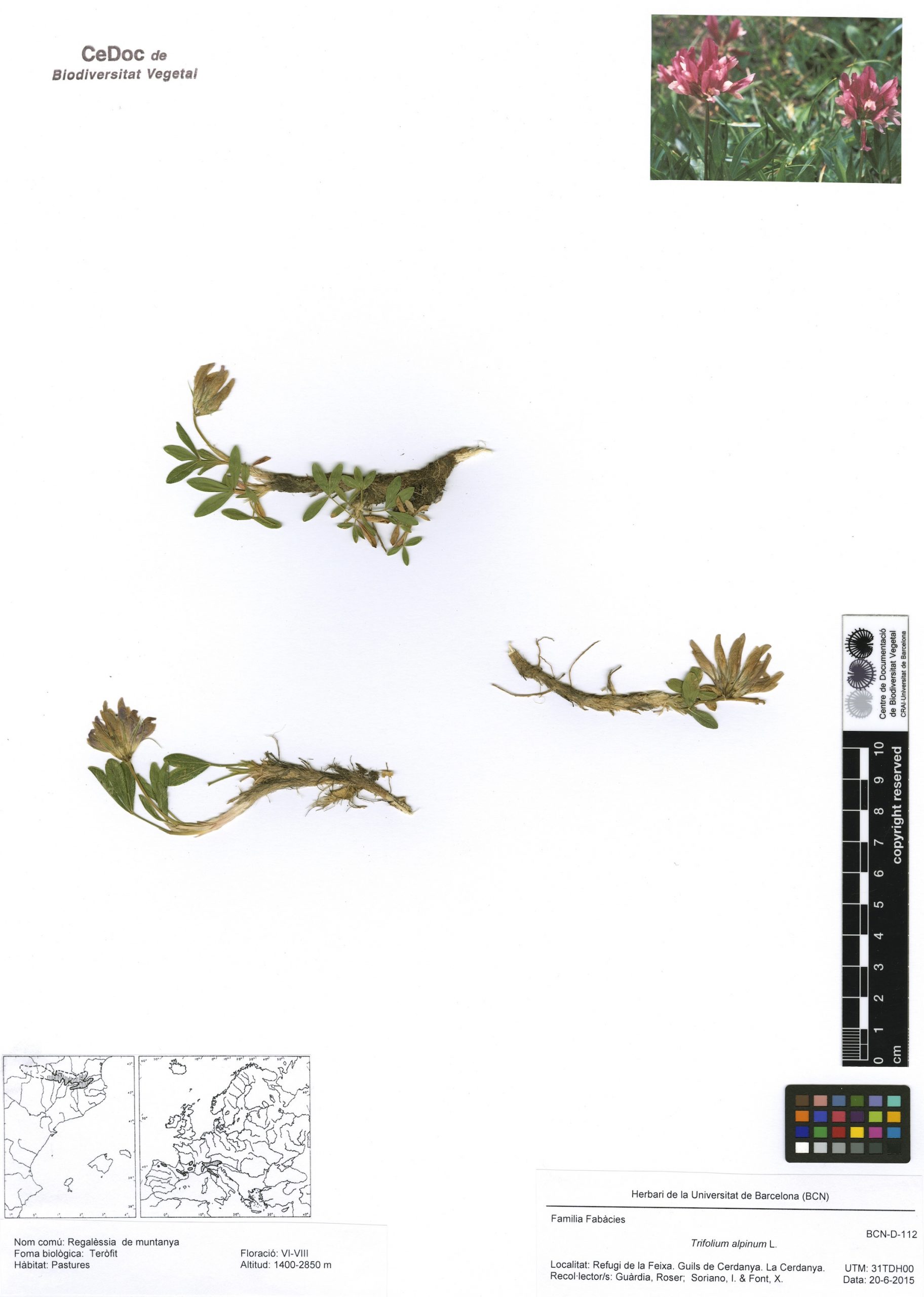 Trifolium alpinum L. (Regalèssia (o regalíssia) de muntanya)