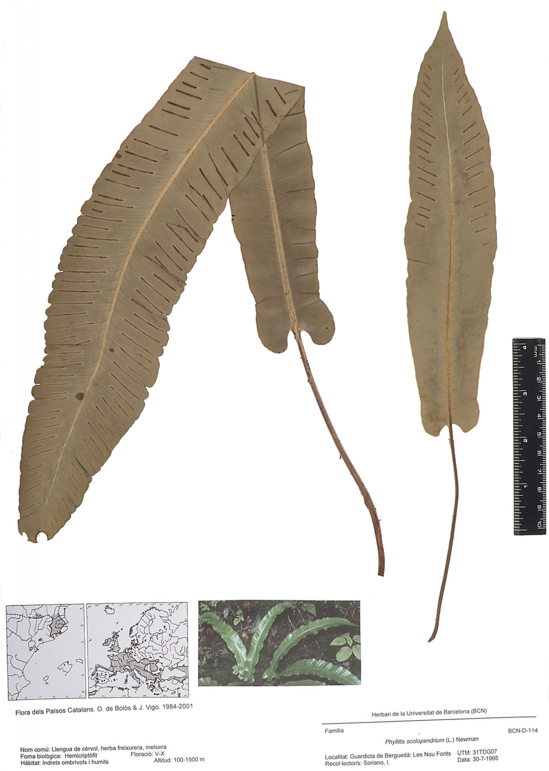 Phyllitis scolopendrium (L.) Newman (Llengua de cérvol, herba freixurera, melsera)