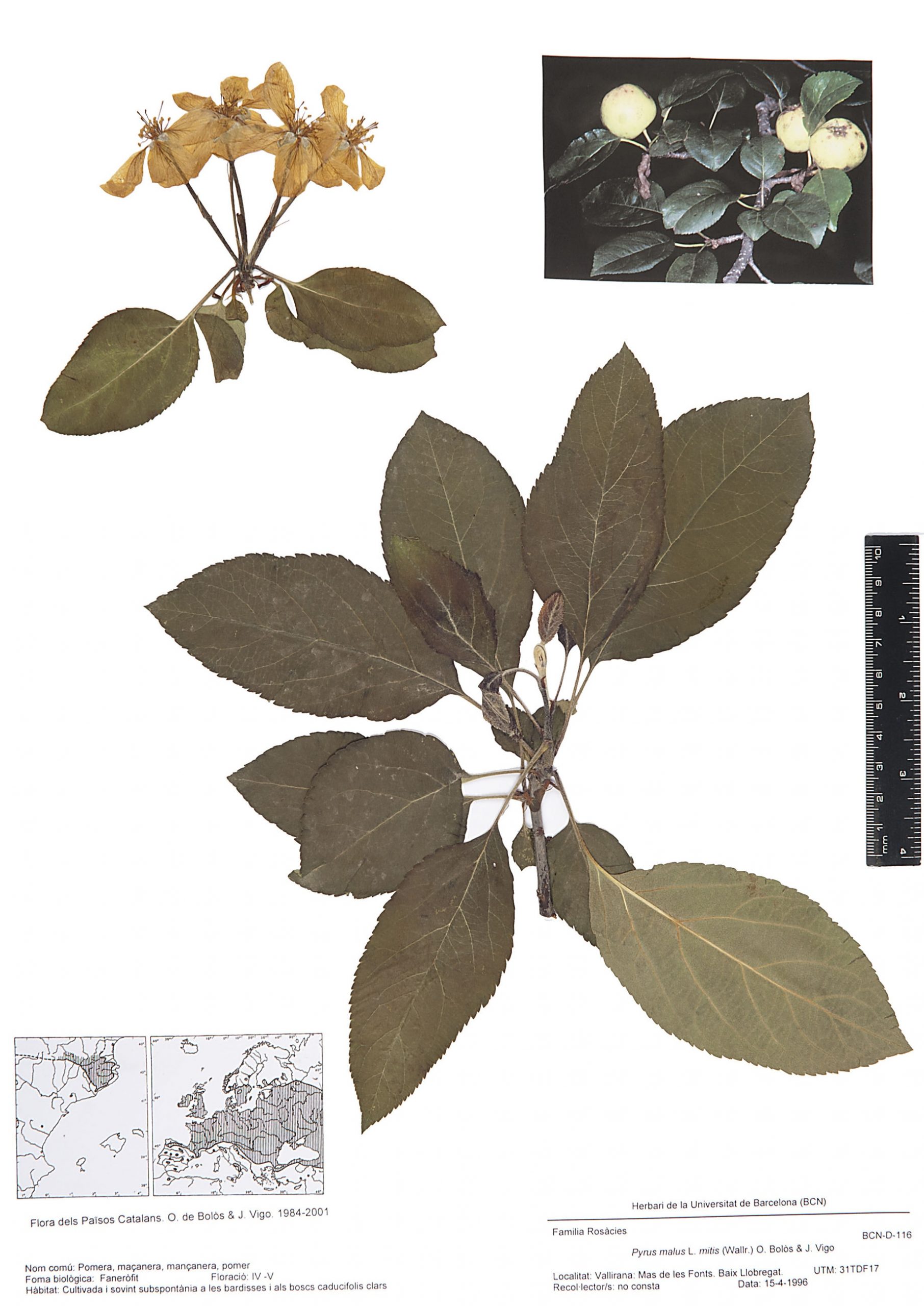 Pyrus malus L. subsp. mitis (Wallr.) O.Bolòs & Vigo (Pomera, maçanera, mançanera, pomer)