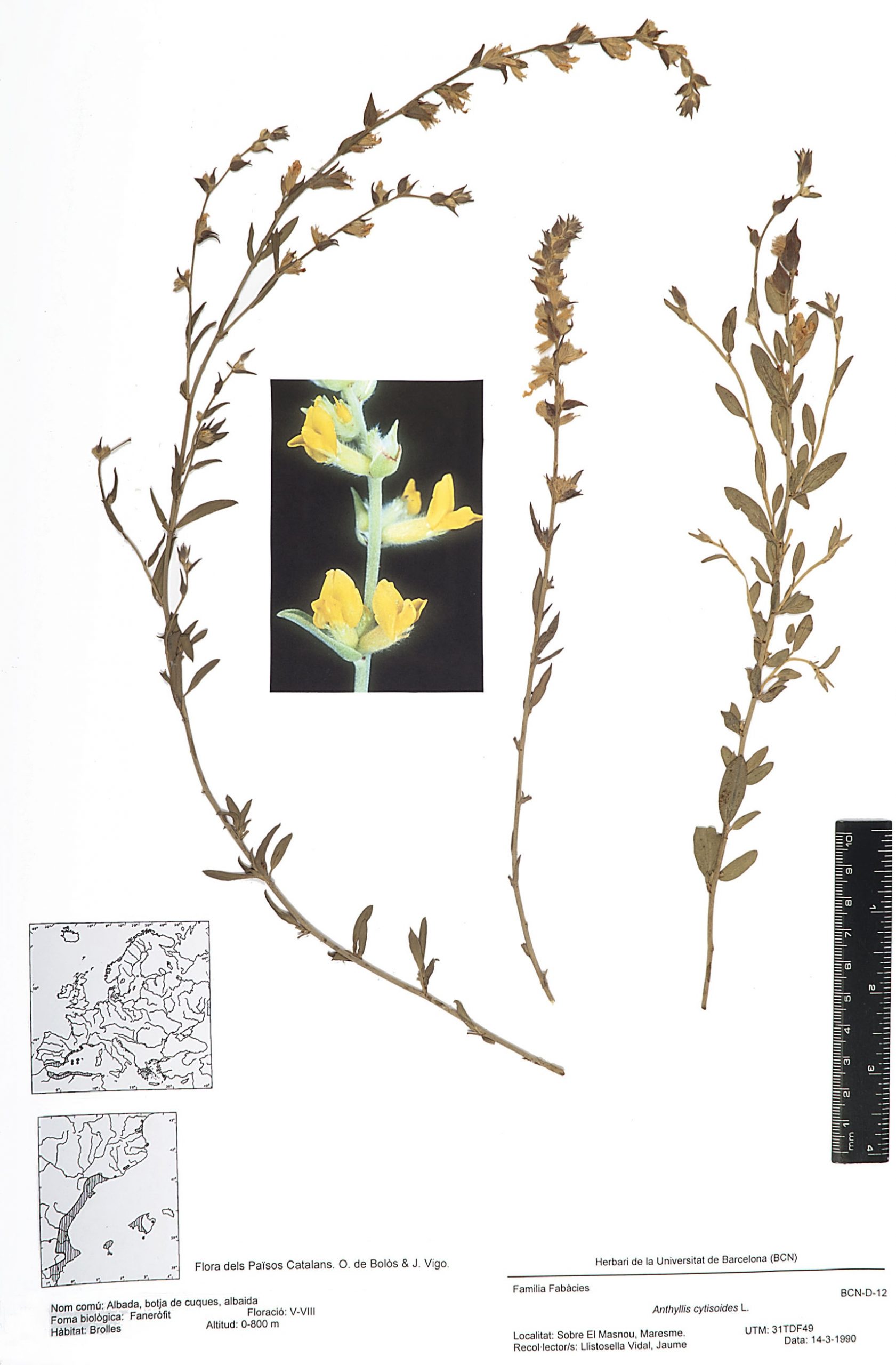 Anthyllis cytisoides L. (Albada, botja de cuques, estepa groga, albaida)