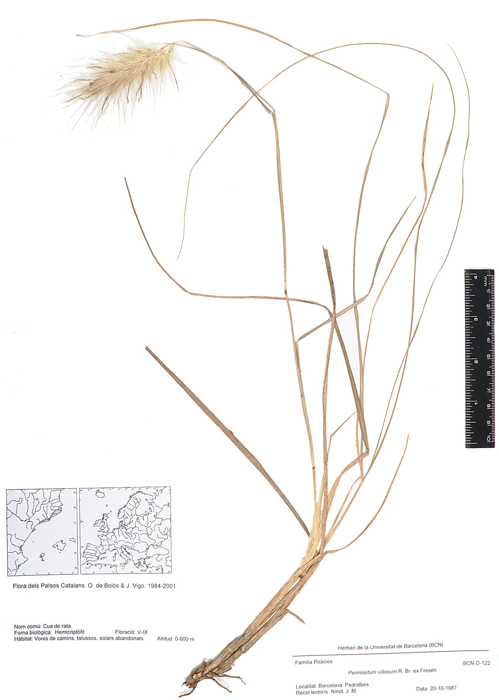 Pennisetum villosum R.Br. ex Fresen. (Cua de rata)