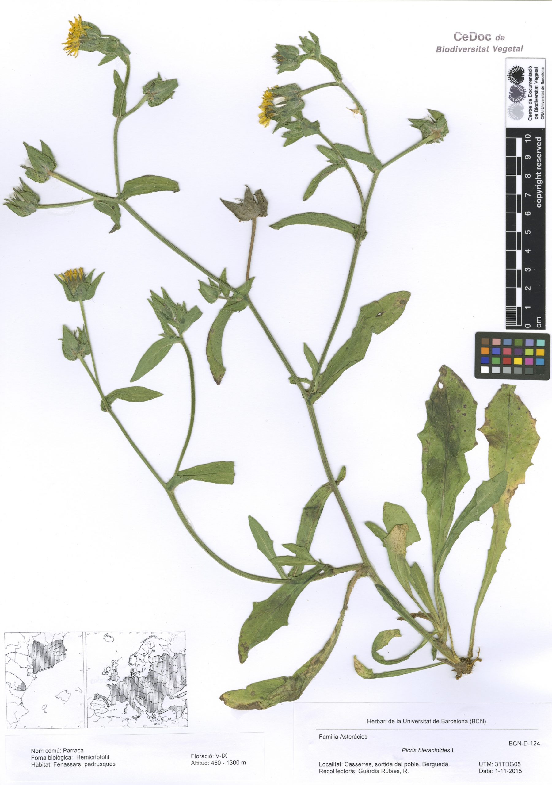 Picris hieracioides L. (Parraca)