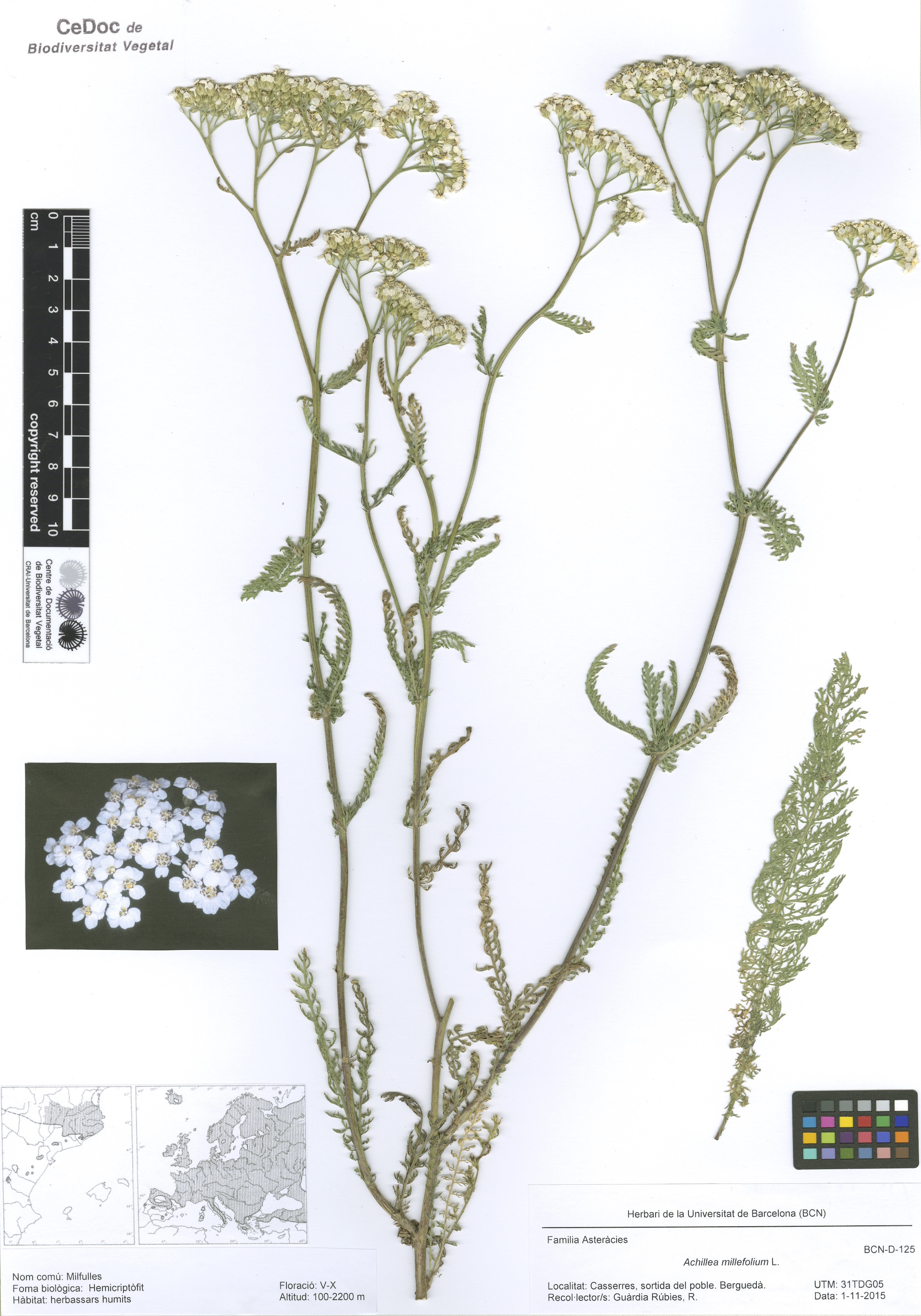 Achillea millefolium L. (Milfulles)