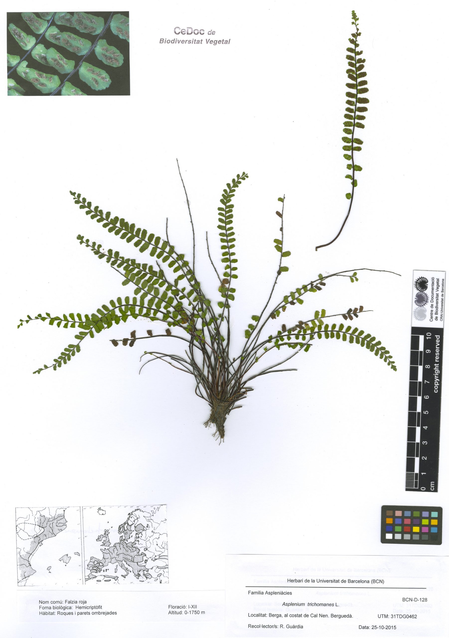 Asplenium trichomanes L. (Falzia roja)