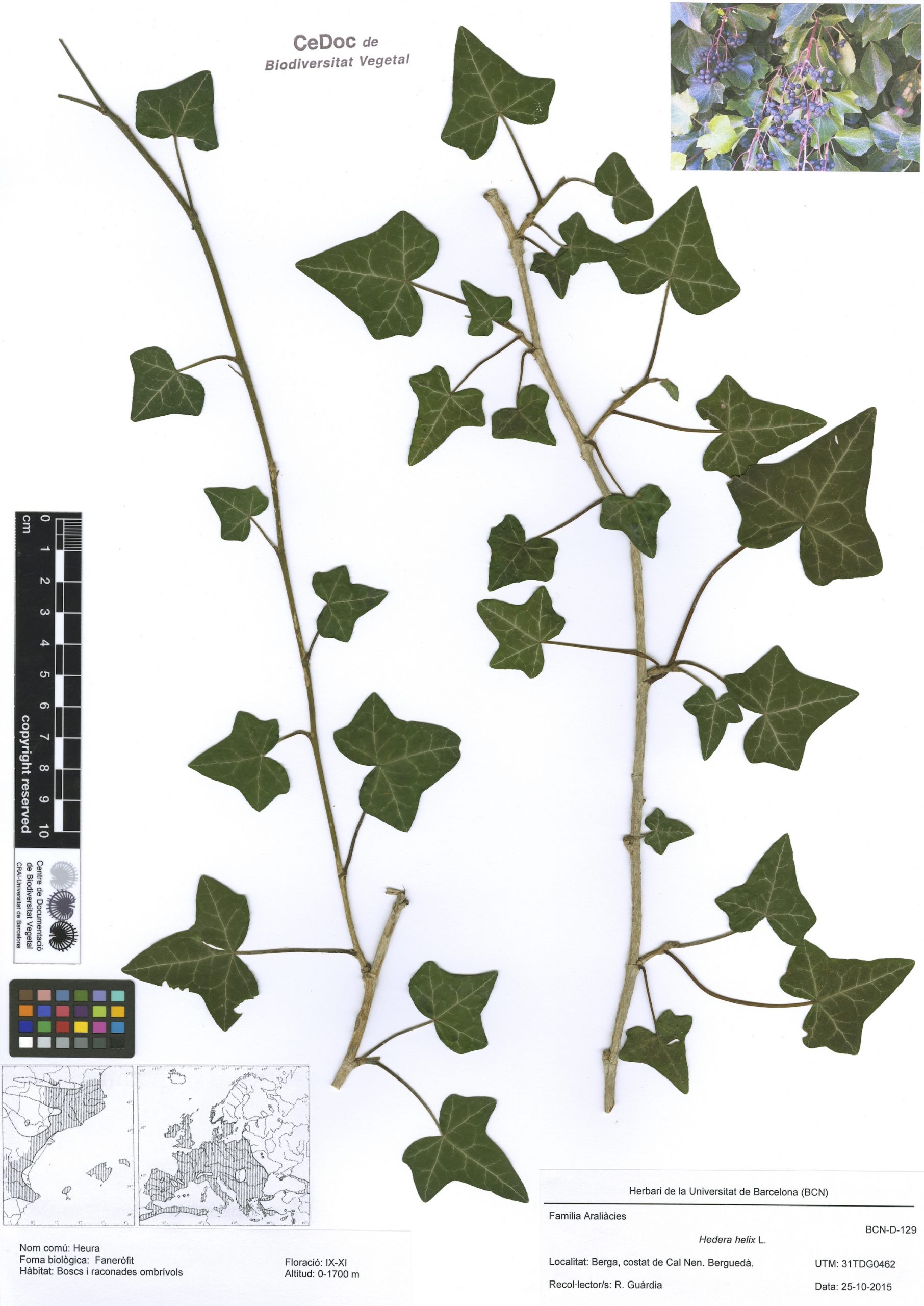 Hedera helix L. (Heura)