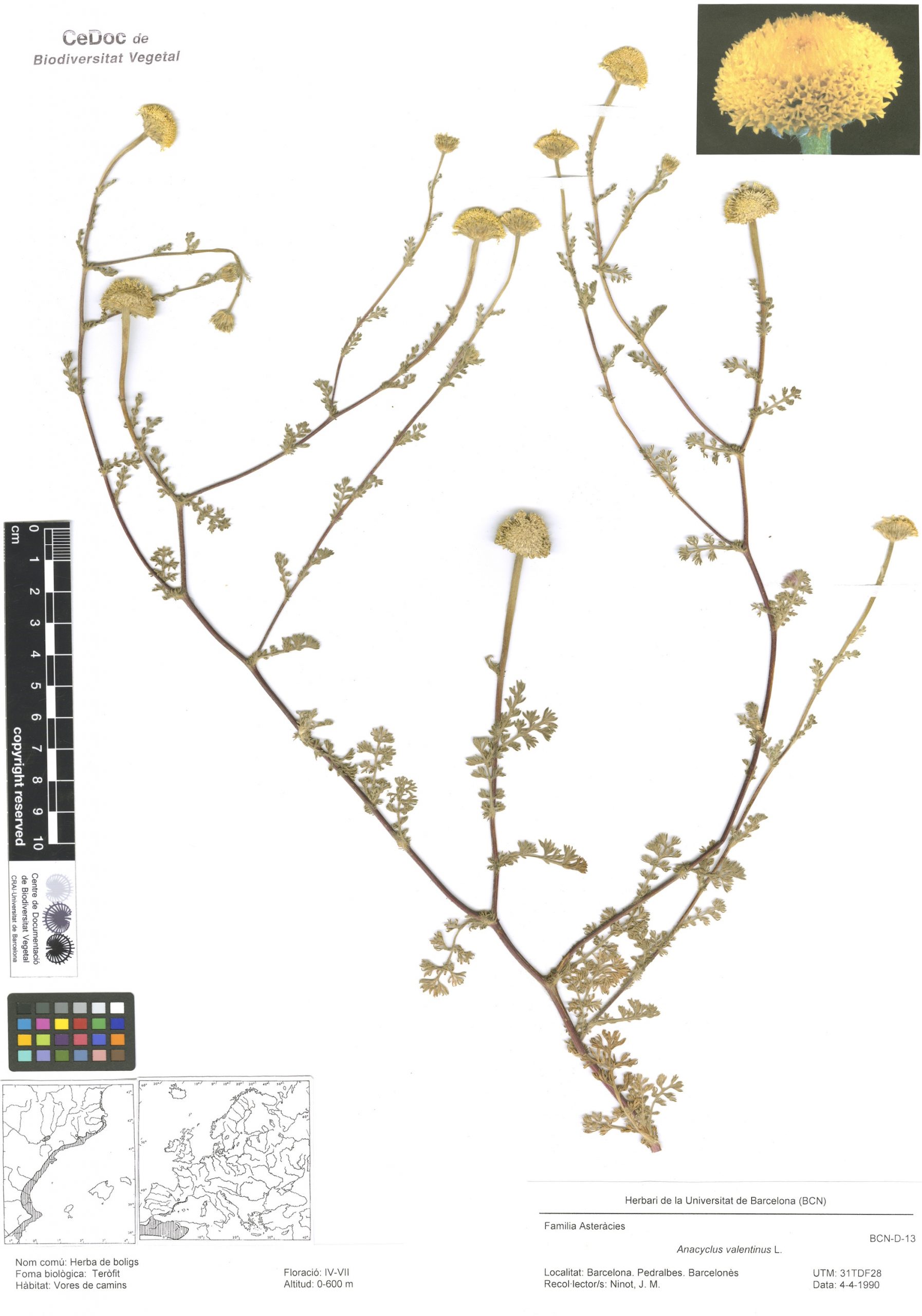 Anacyclus valentinus L. (Herba de boligs, bolig, anacicle valencià, boligs)