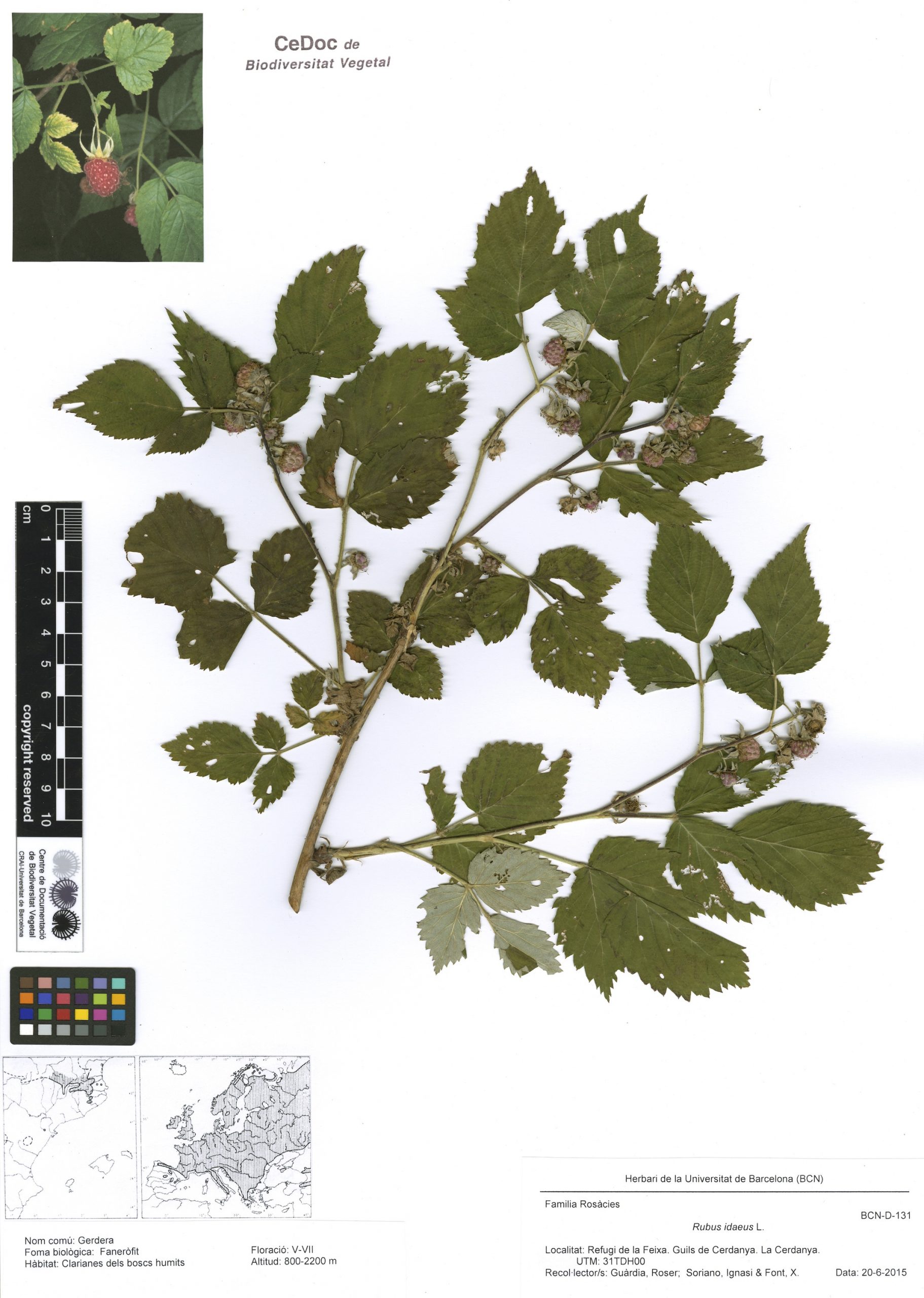 Rubus idaeus L. (Gerdera, gerdonera, gerd, gerdó)