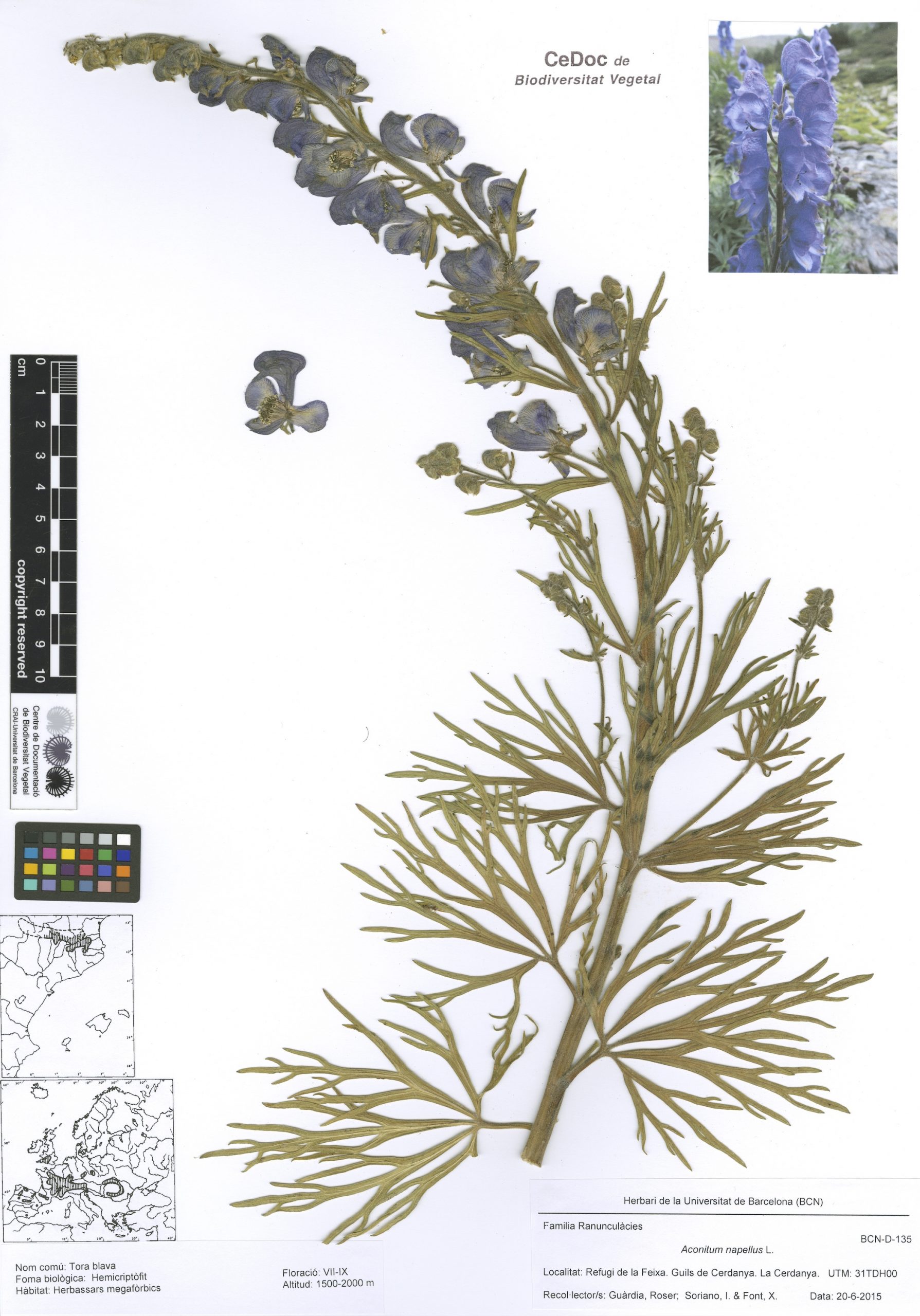 Aconitum napellus L. (Tora blava)