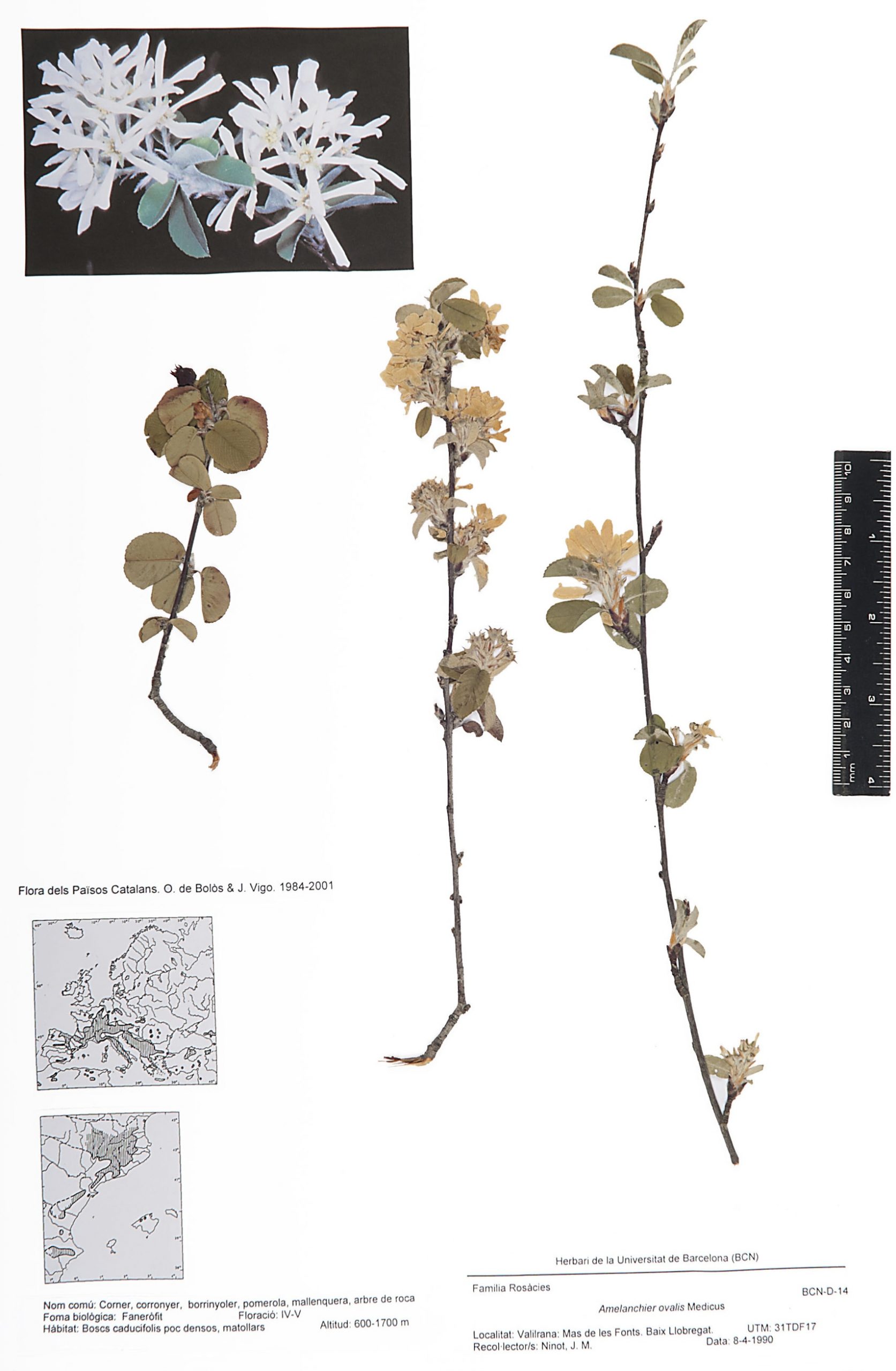 Amelanchier ovalis Medik. (Corner, corniguer, cornulier, corronyer, corunyer, borrinyoler, pomerola, mallenquera, arbre de roca)