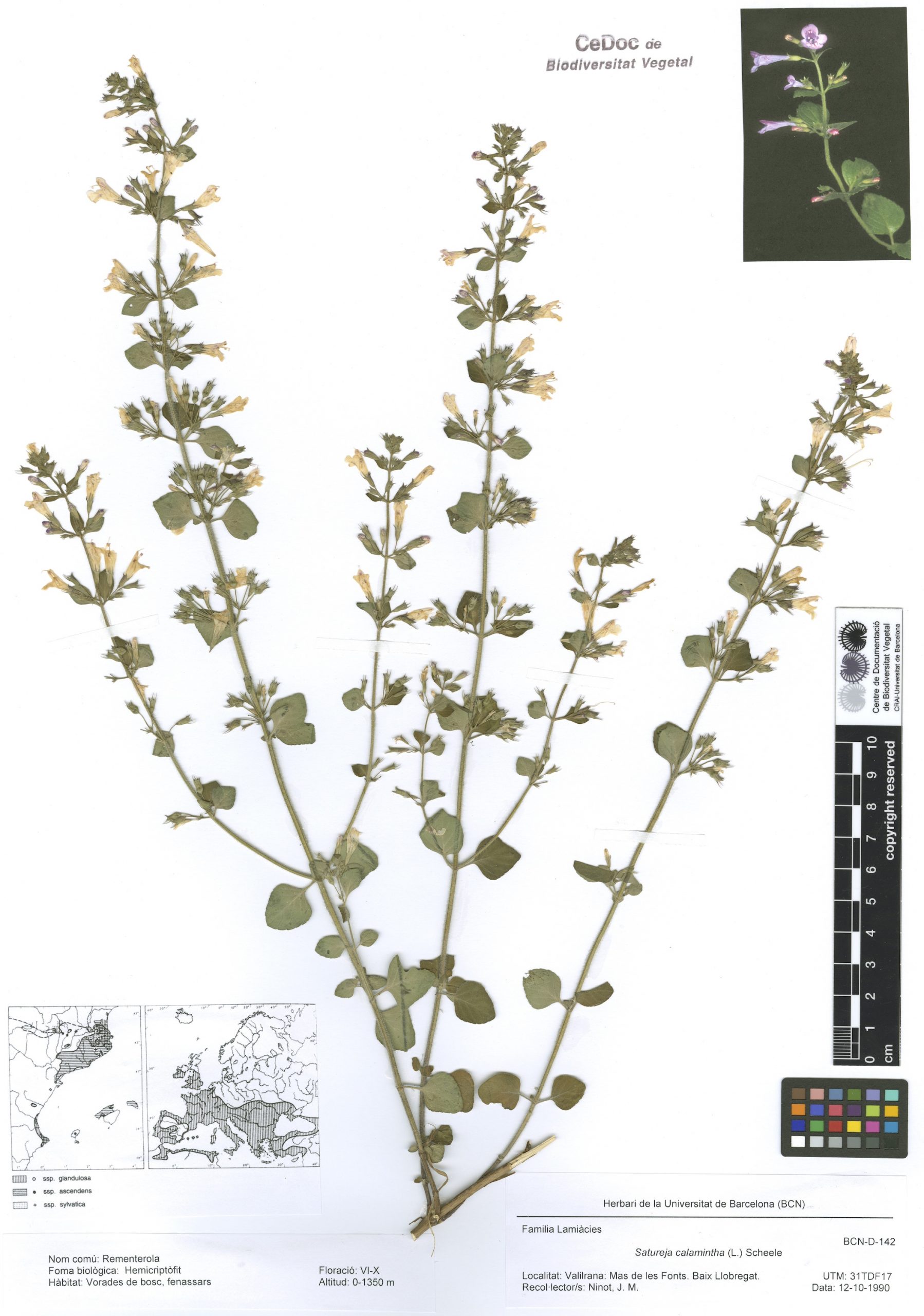 Satureja calamintha (L.) Scheele (Rementerola, calament, calamenta, catameus)