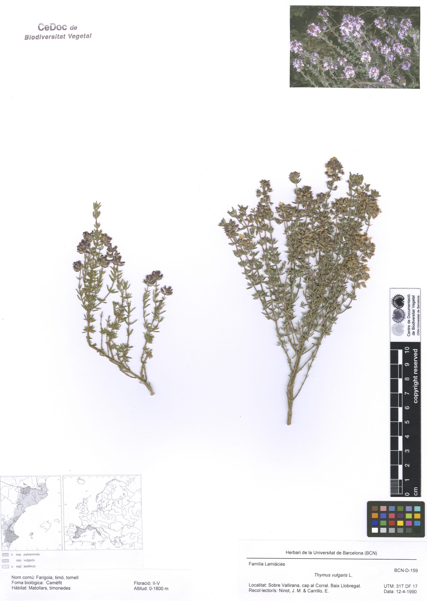 Thymus vulgaris L. (Farigola, timó, tomell)