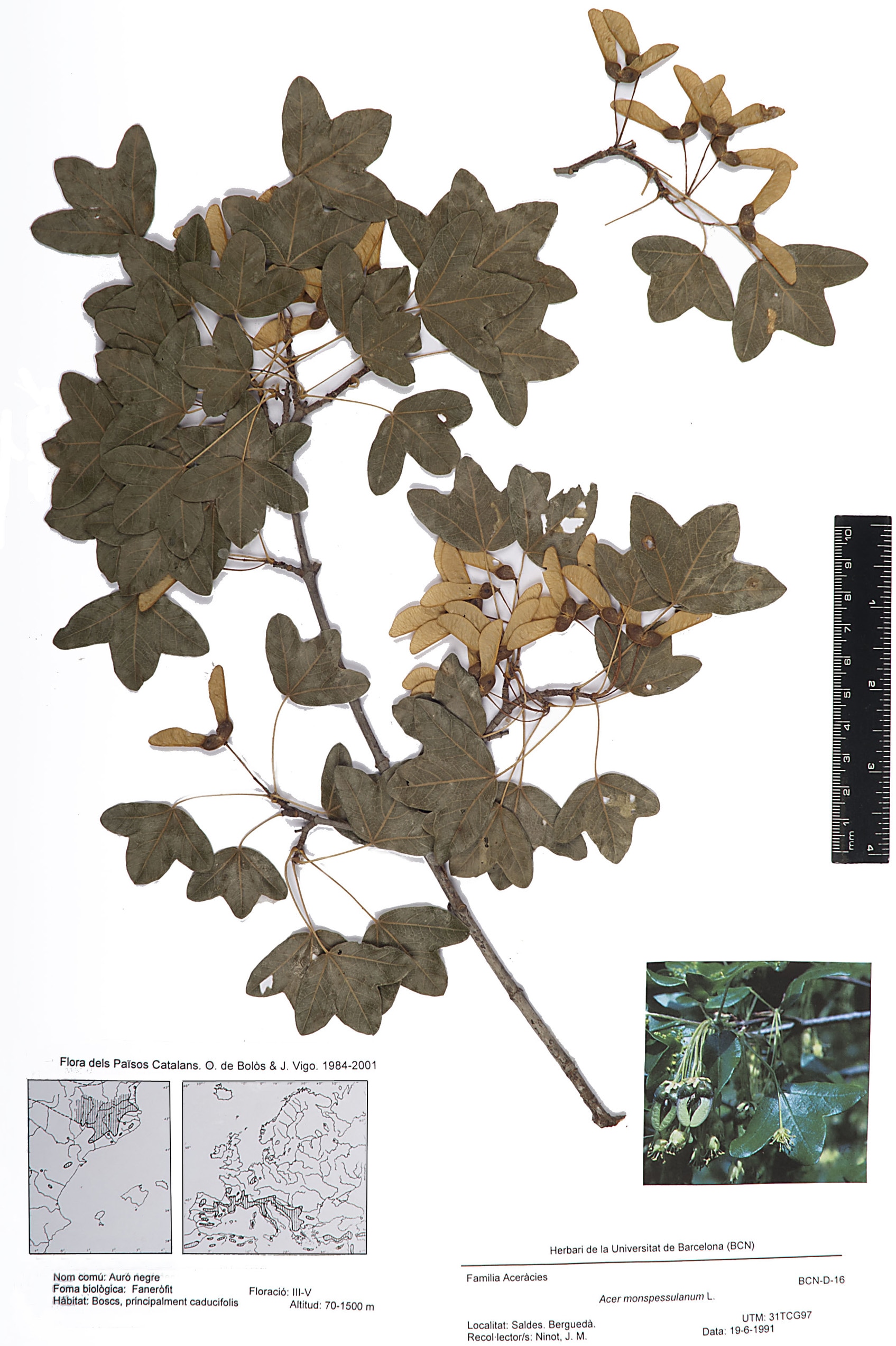 Acer monspessulanum L. (Auró negre)