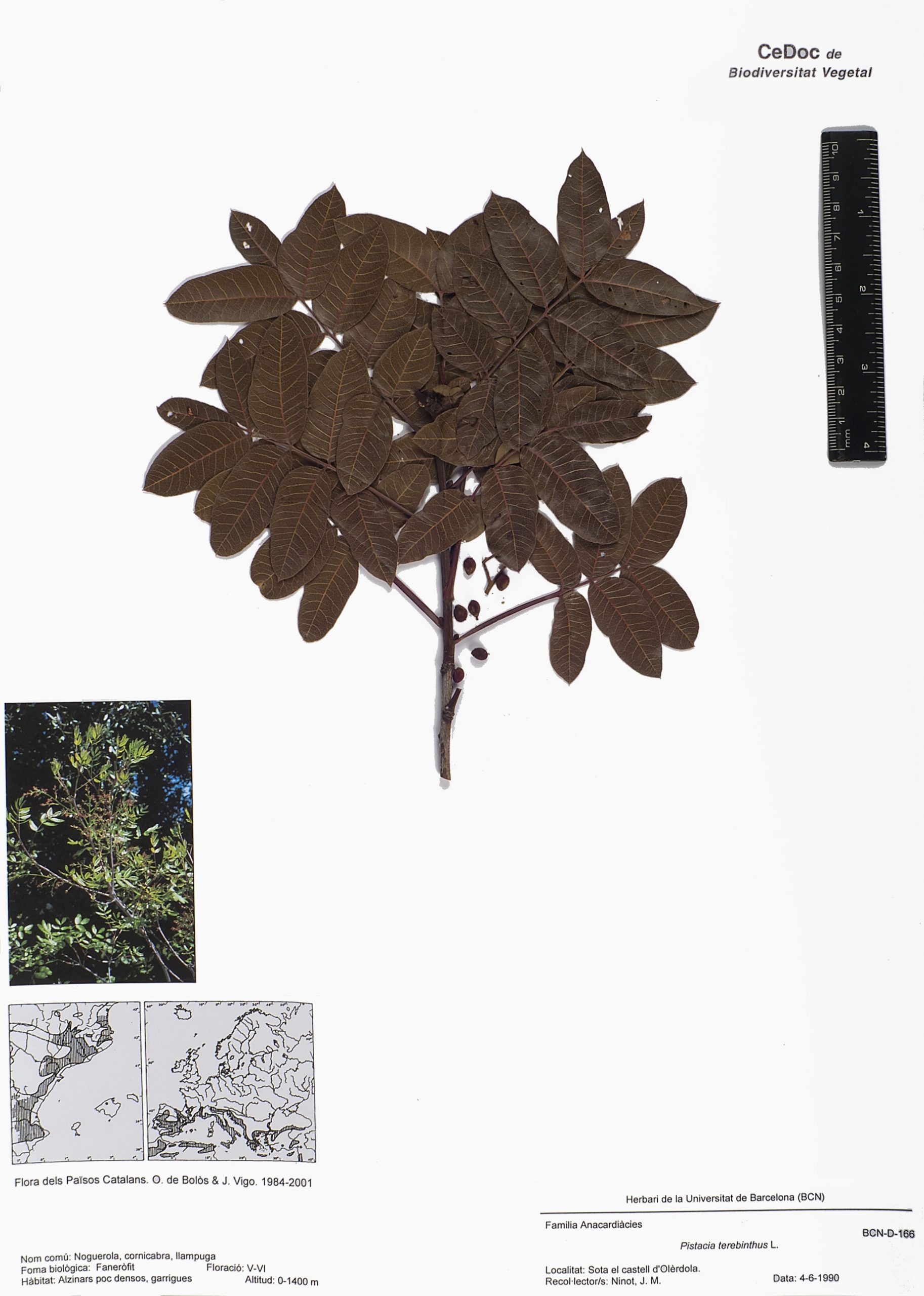 Pistacia terebinthus L. (Noguerola, cornicabra, llampuga)
