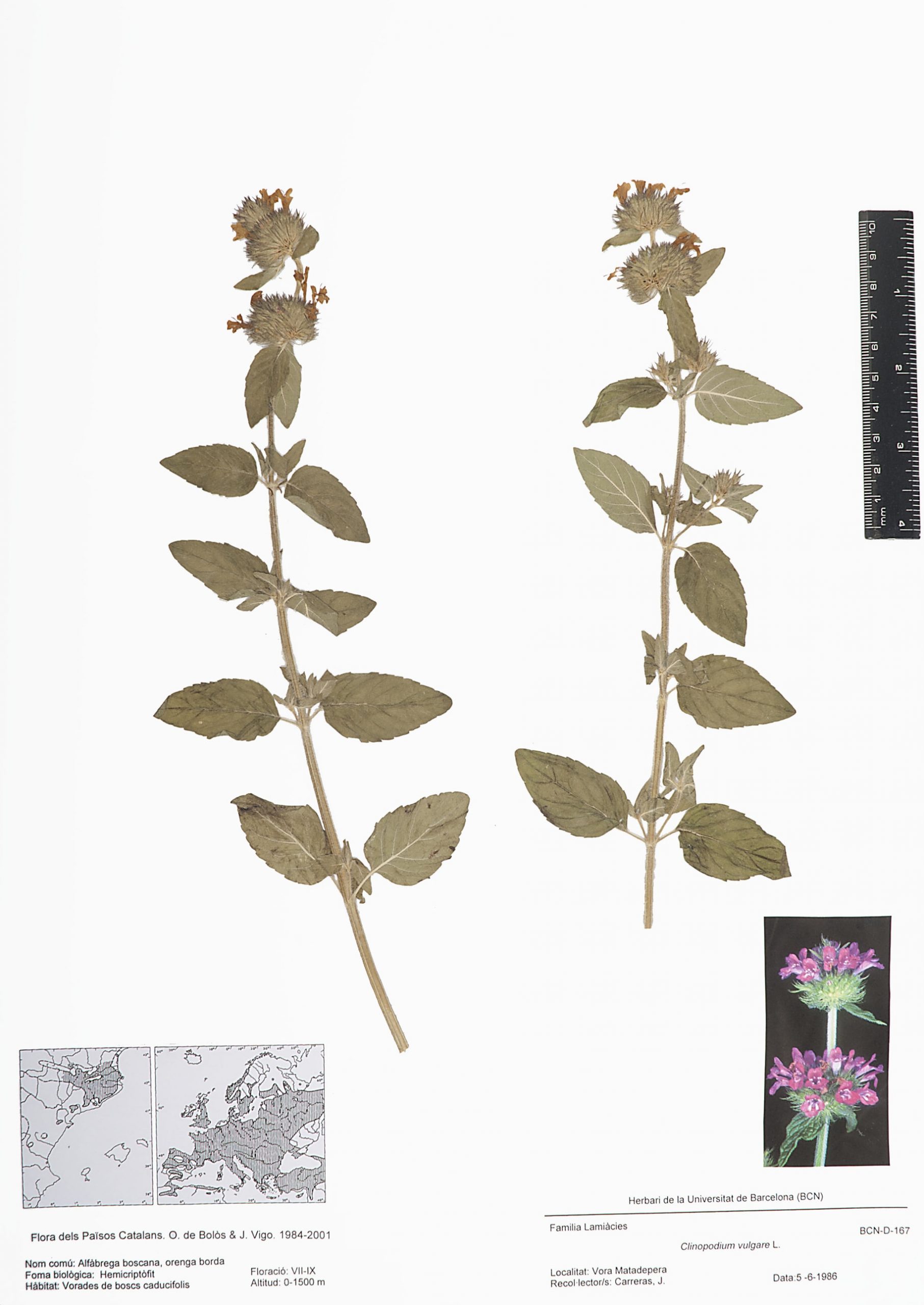 Clinopodium vulgare L. (Alfàbrega boscana, orenga borda)