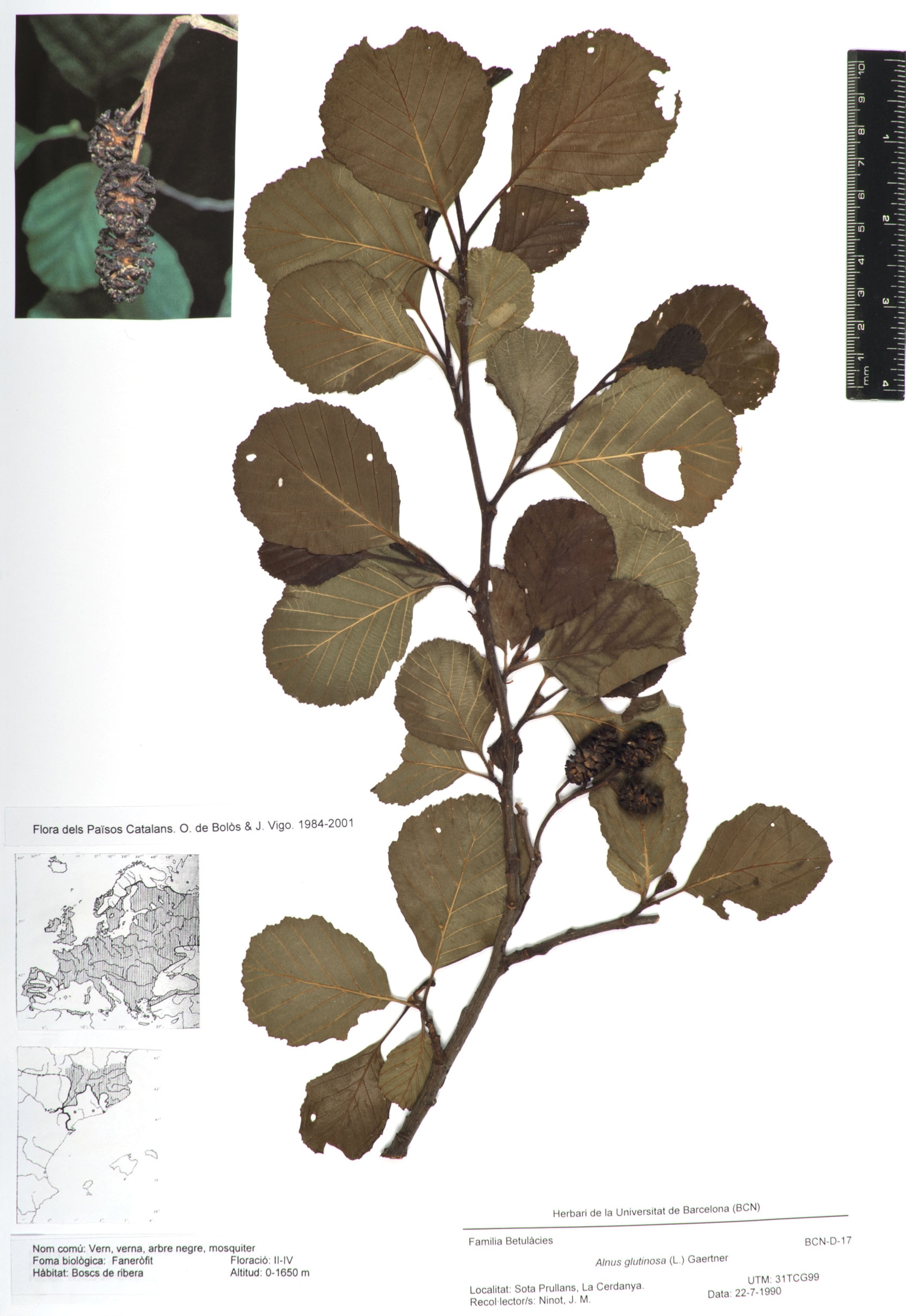 Alnus glutinosa (L.) Gaertn. (Vern, verna, arbre negre, mosquiter)
