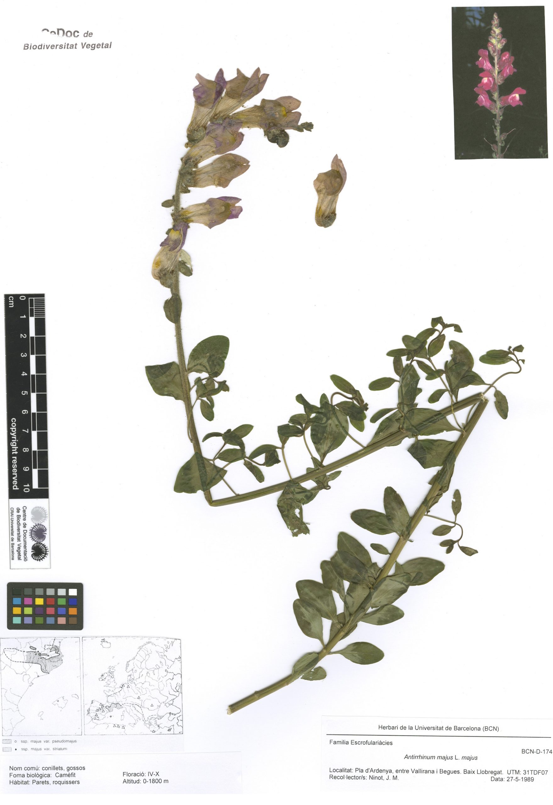 Antirrhinum majus L. subsp. majus (conillets, gossos, boca de lleó, botons de gat, gatolins, mamaconillets, vedells)