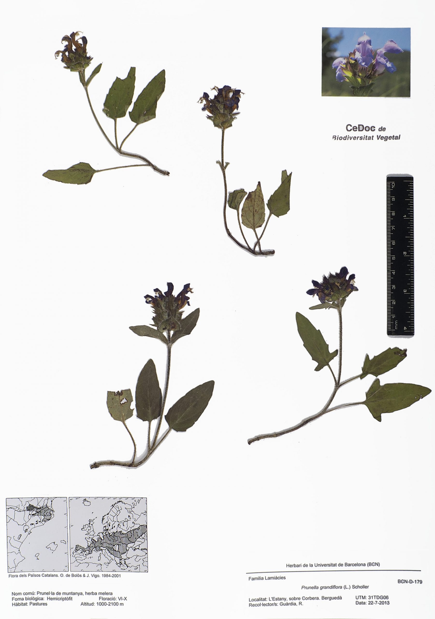 Prunella grandiflora (L.) Scholler (Prunel·la de muntanya, herba melera)