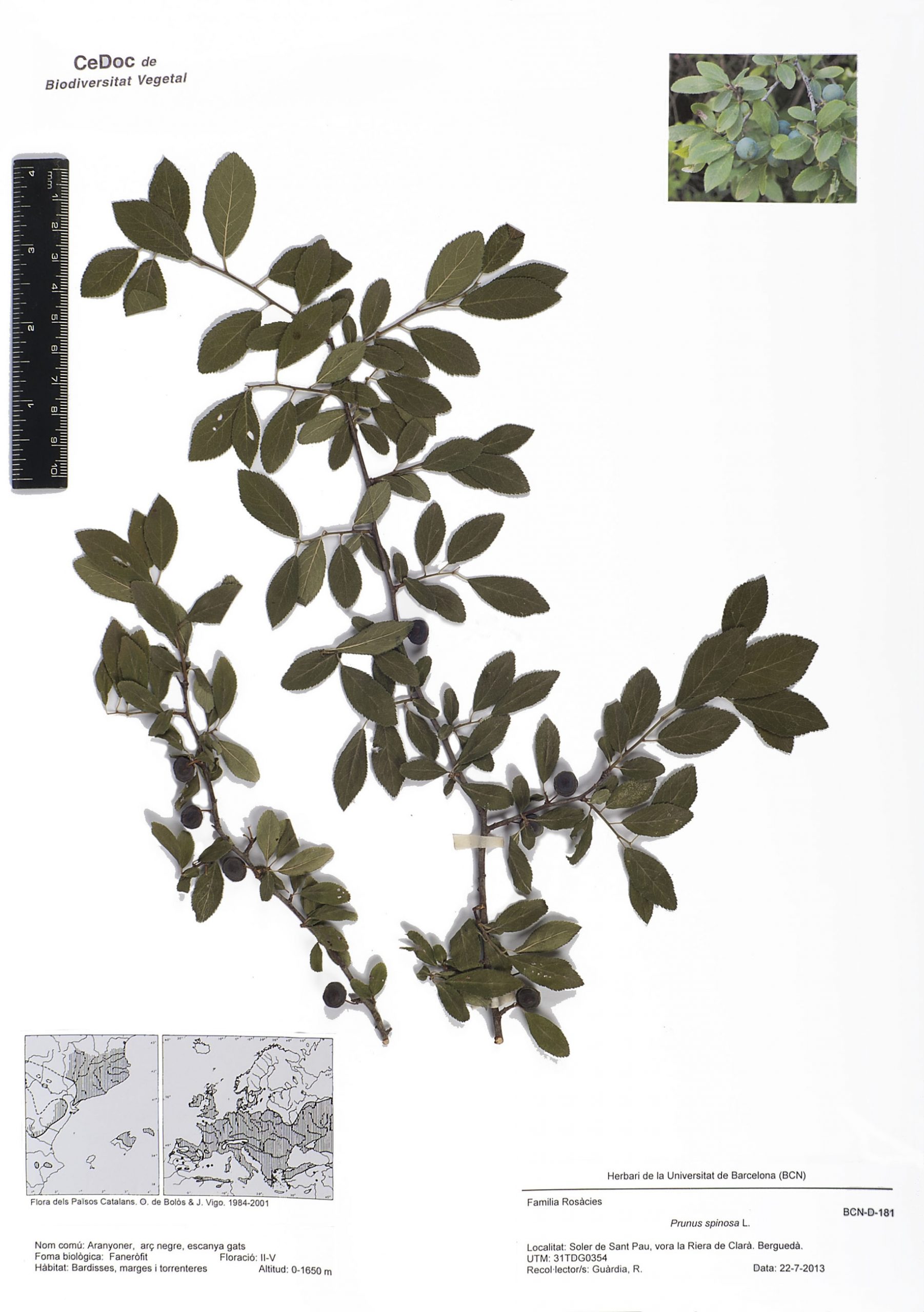 Prunus spinosa L. (Aranyoner,  Arç negre, Escanya gats)