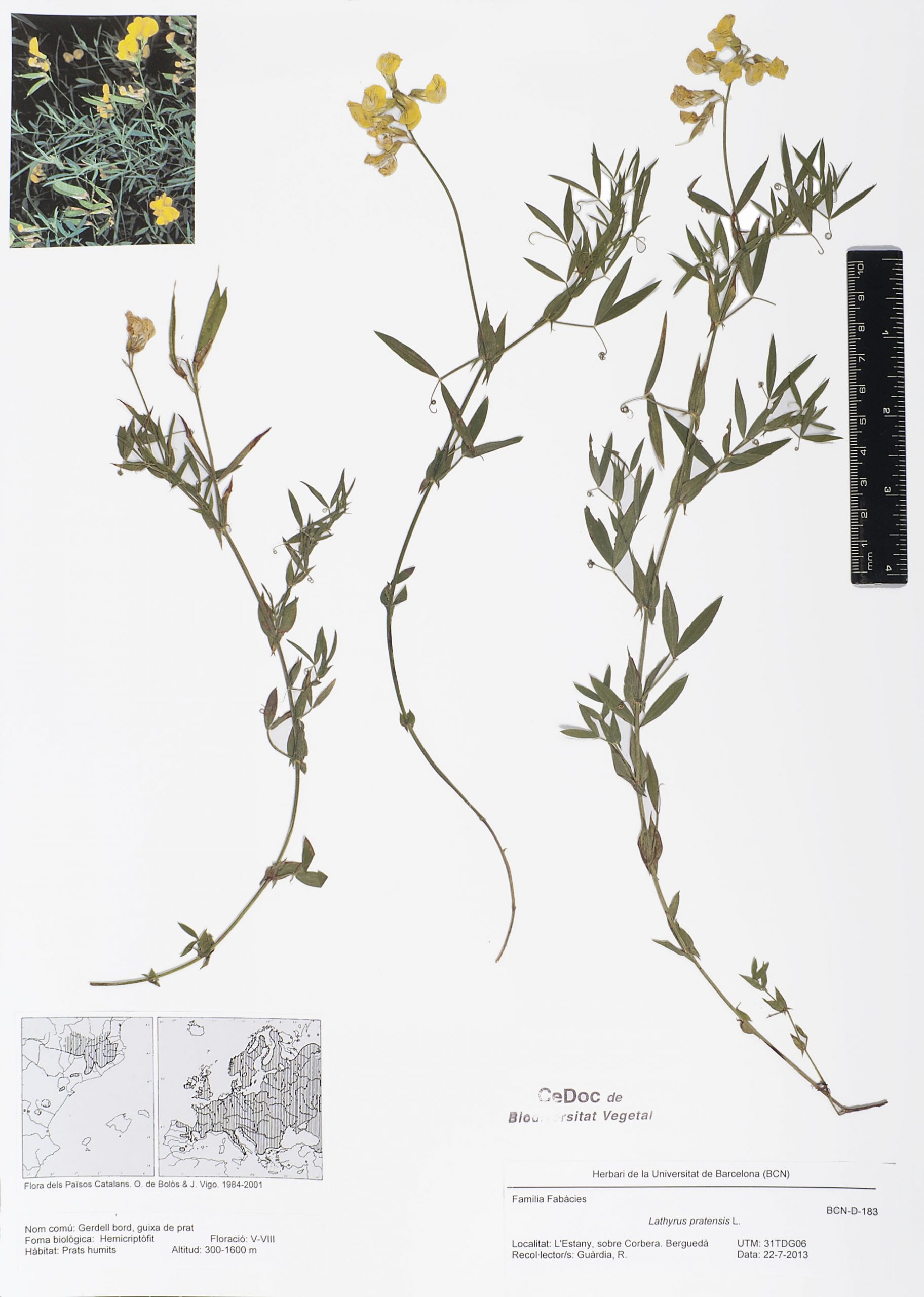 Lathyrus pratensis L. (Gerdell bord, Guixa de prat
guixa de prat 

gerdell bord, guixa de prat, guixeta, guixó de prat)