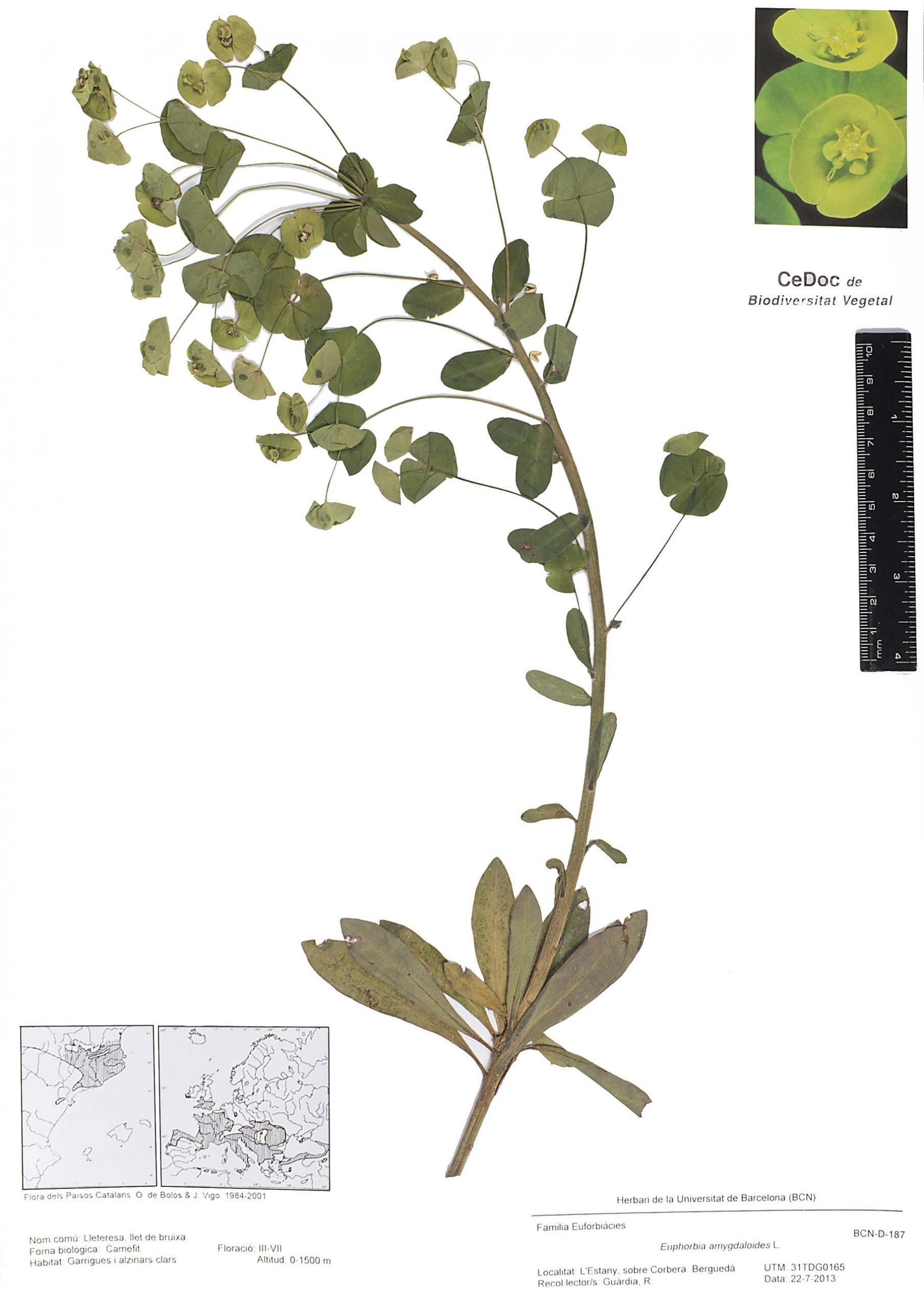 Euphorbia amygdaloides L. (Lleteresa, Llet de bruixa)
