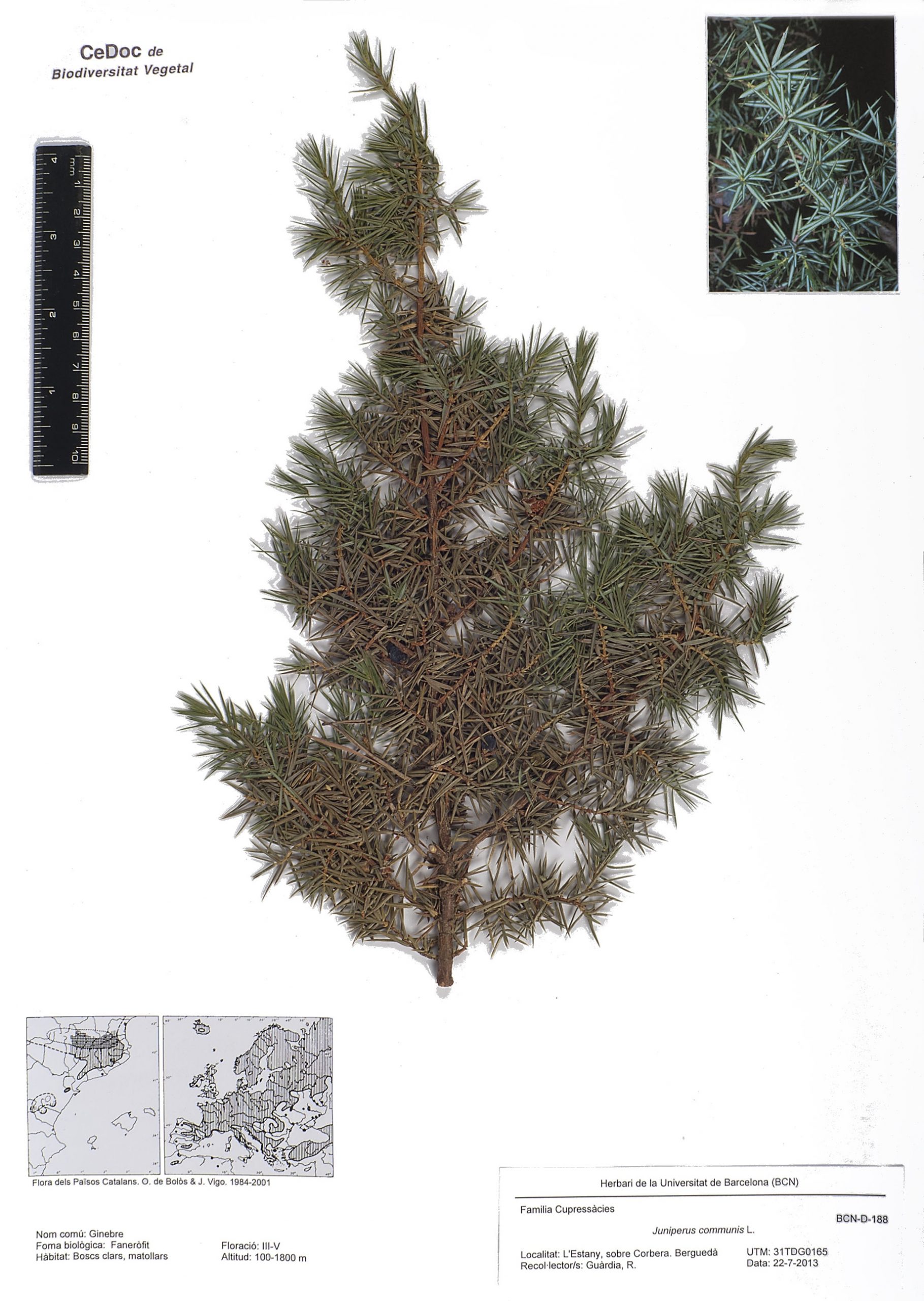 Juniperus communis L. (Ginebre)