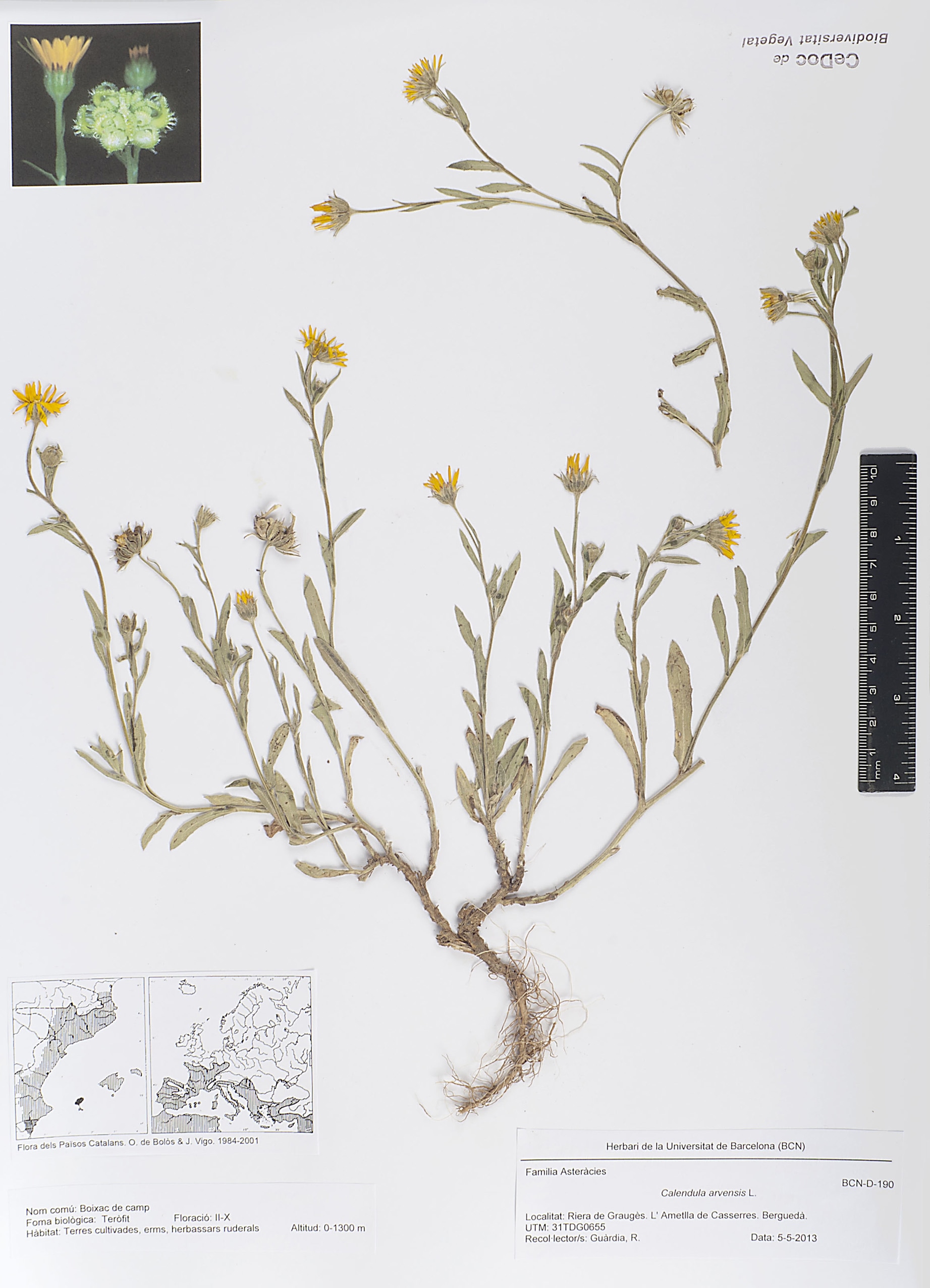 Calendula arvensis L. (Boixac de camp)
