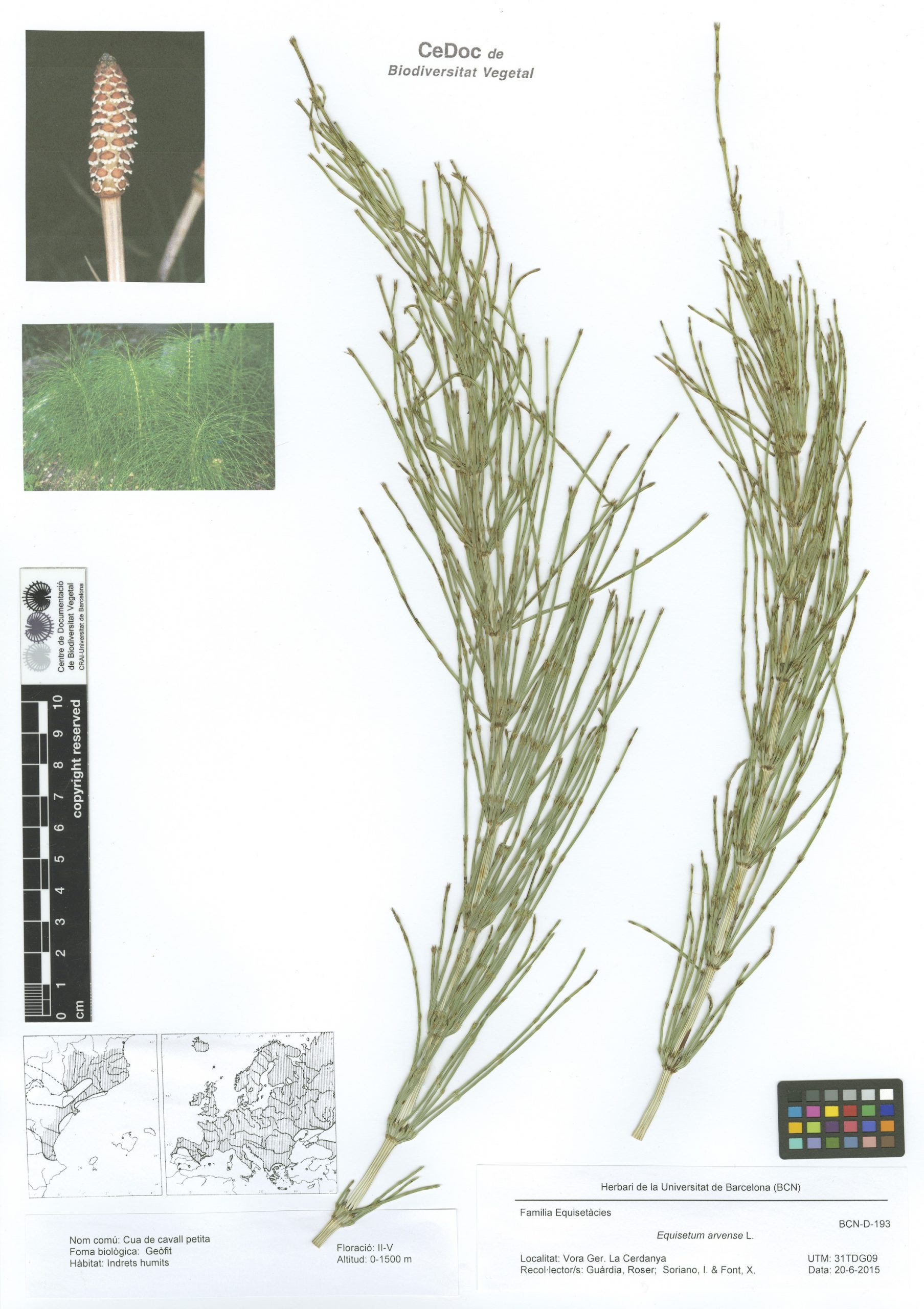 Equisetum arvense L. (Cua de cavall petita)