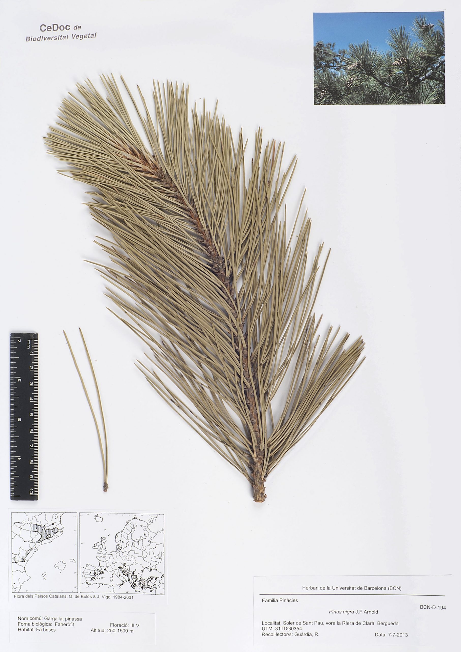 Pinus nigra J.F.Arnold (Gargalla, pinassa)
