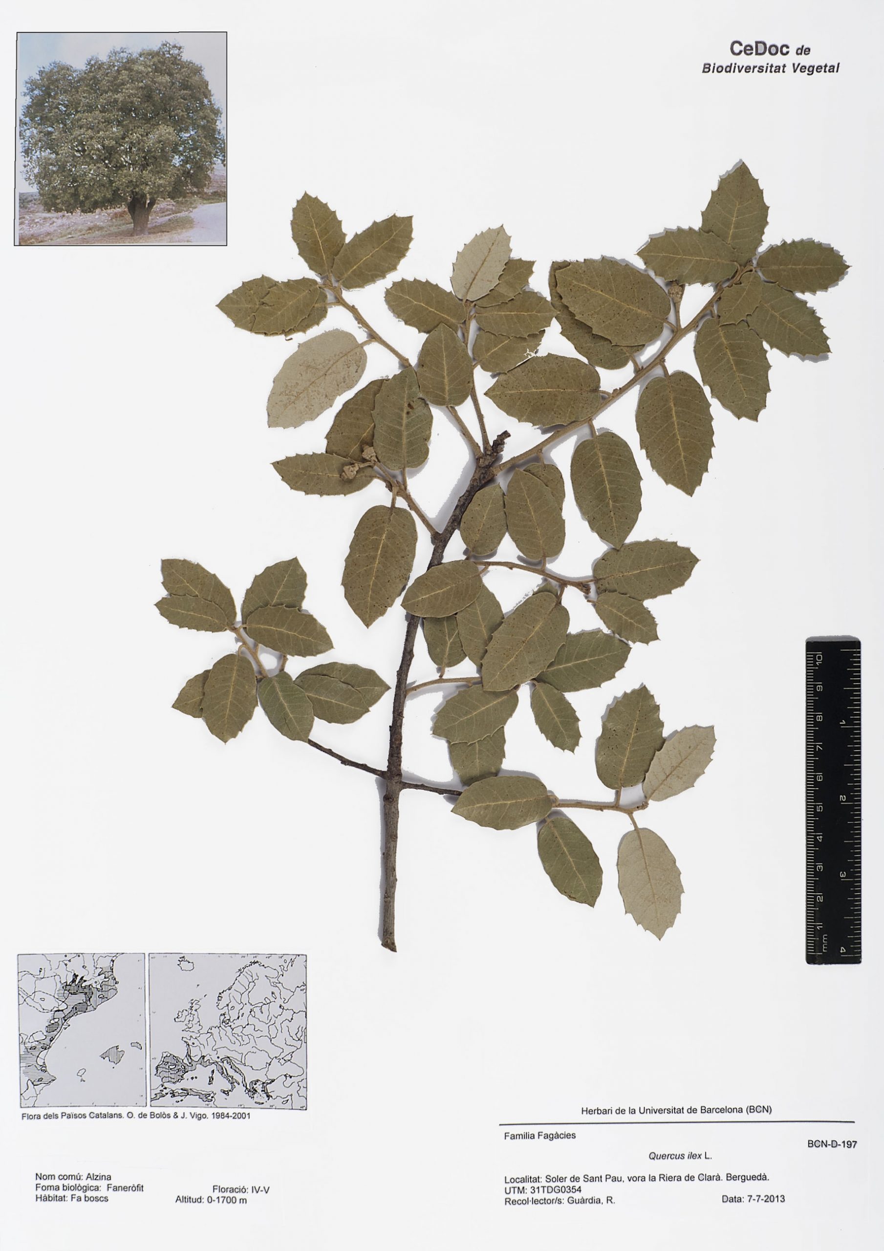 Quercus ilex L. (Alzina)