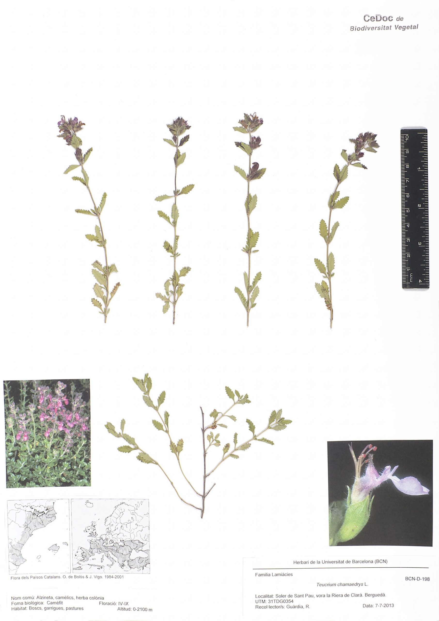 Teucrium chamaedrys L. (Alzineta, Auledella, Camedris, Camèlics, Herba colònia, Herba de sant domènec, Herbeta de la sang)