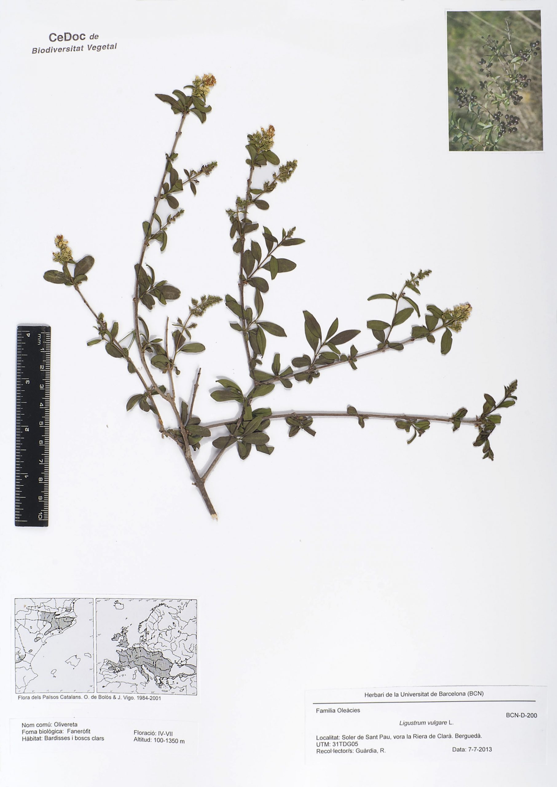Ligustrum vulgare L. (Olivereta)