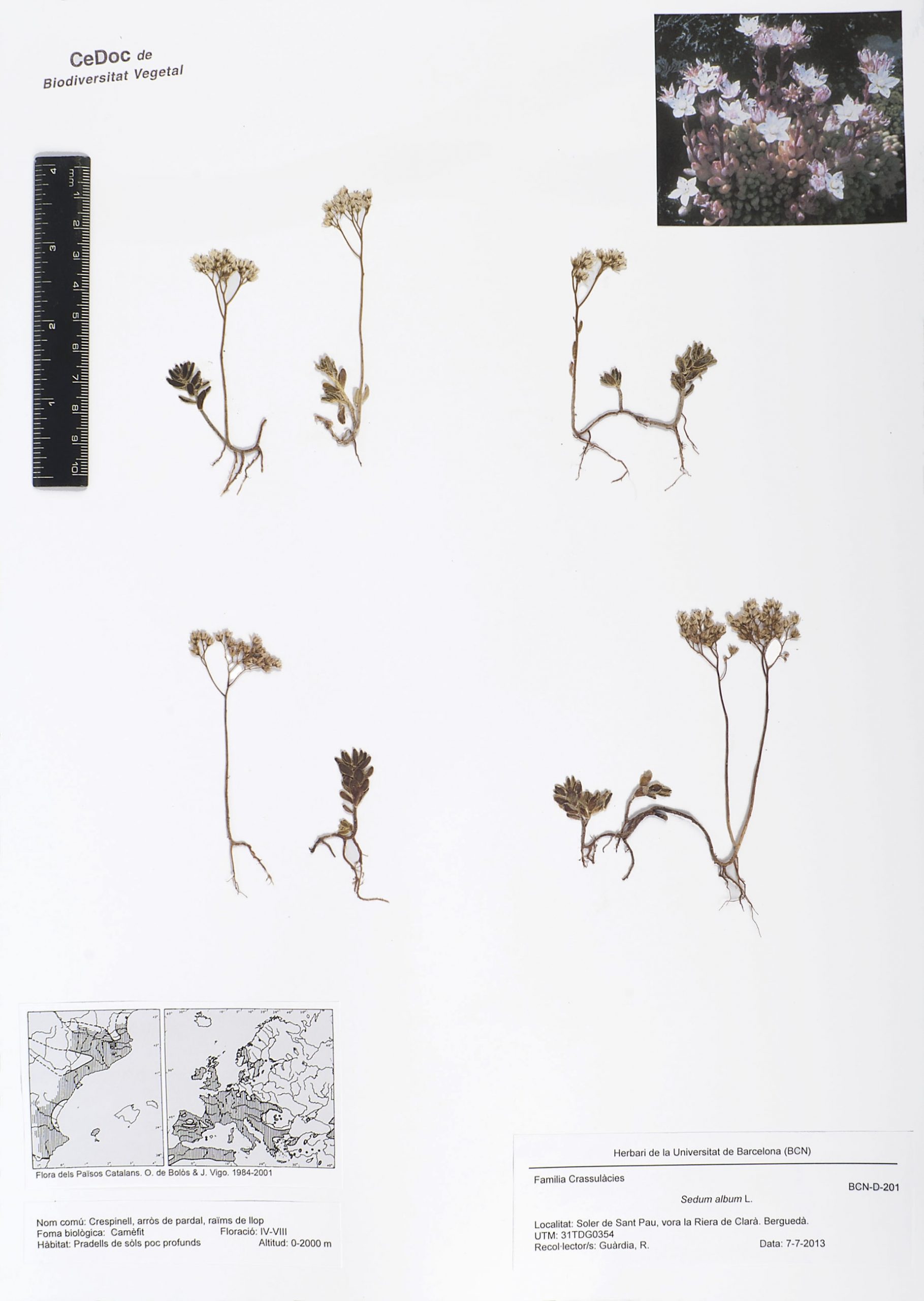 Sedum album L. (Crespinell, arròs de pardal, raïms de llop)