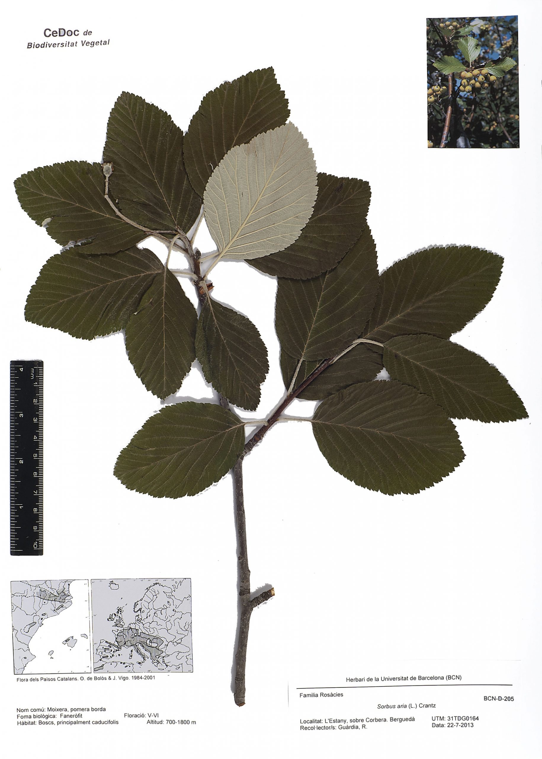 Sorbus aria (L.) Crantz (Moixera, pomera borda)