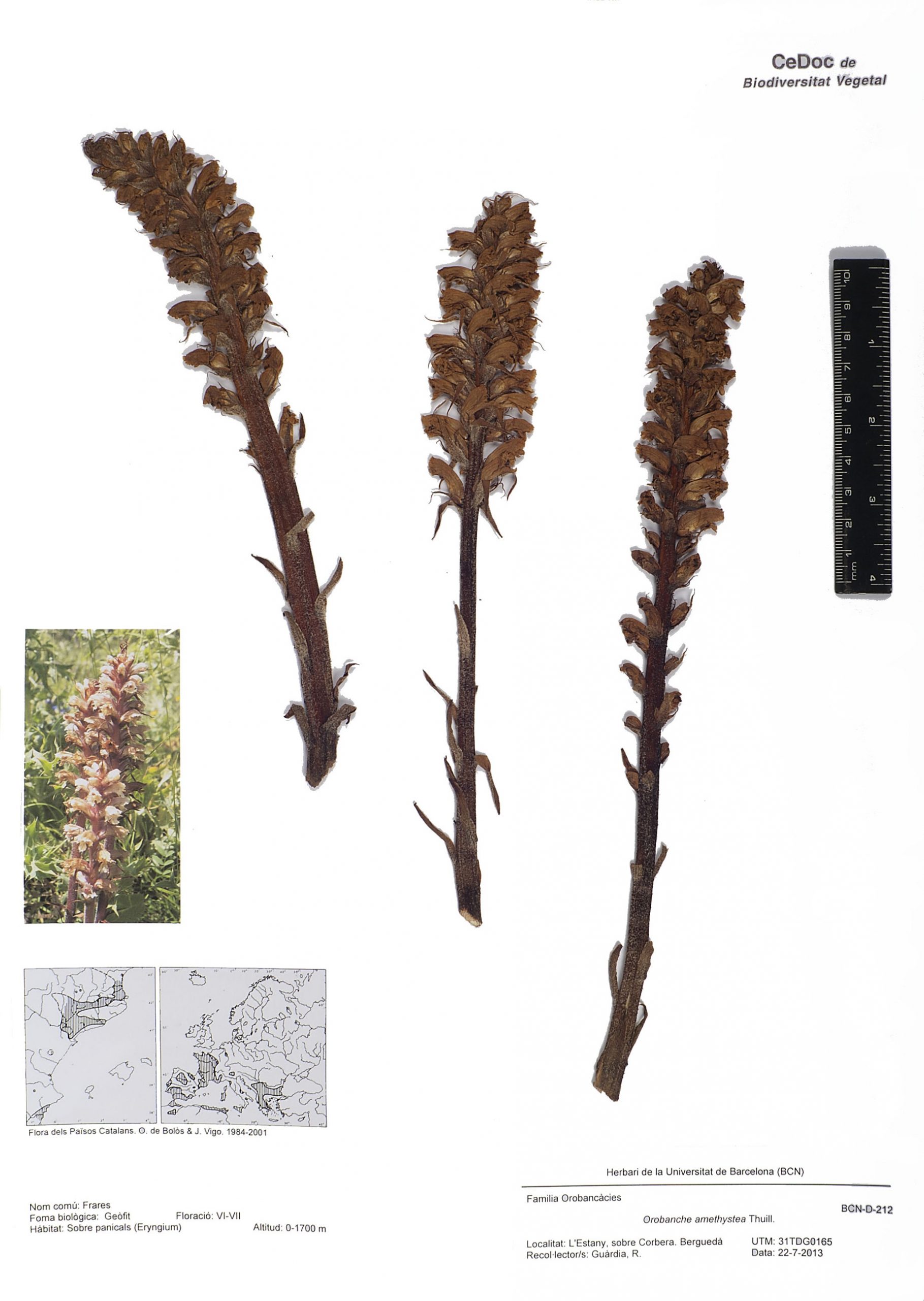 Orobanche amethystea Thuill. (Frares)