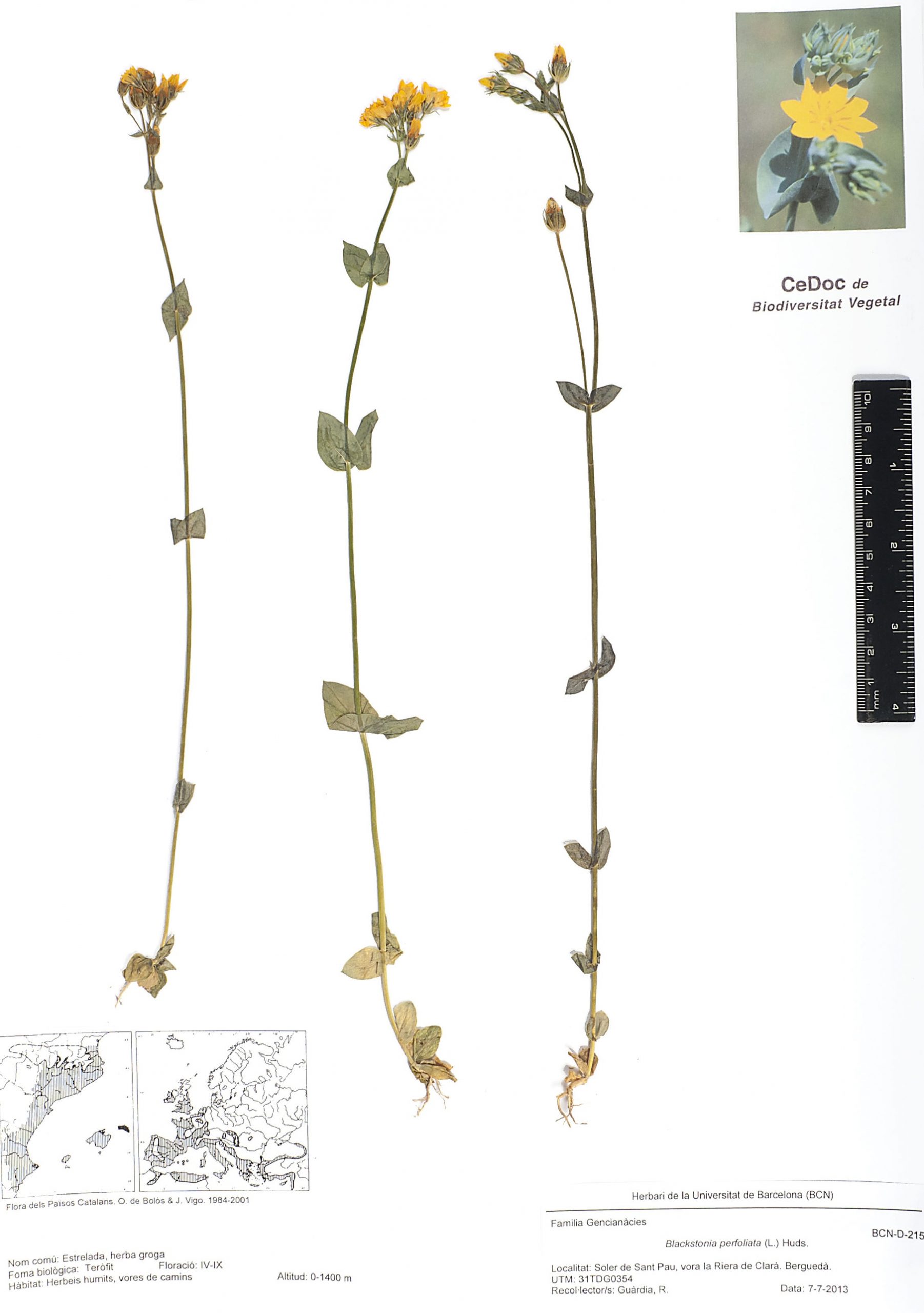 Blackstonia perfoliata (L.) Huds. (Estrelada, herba groga)